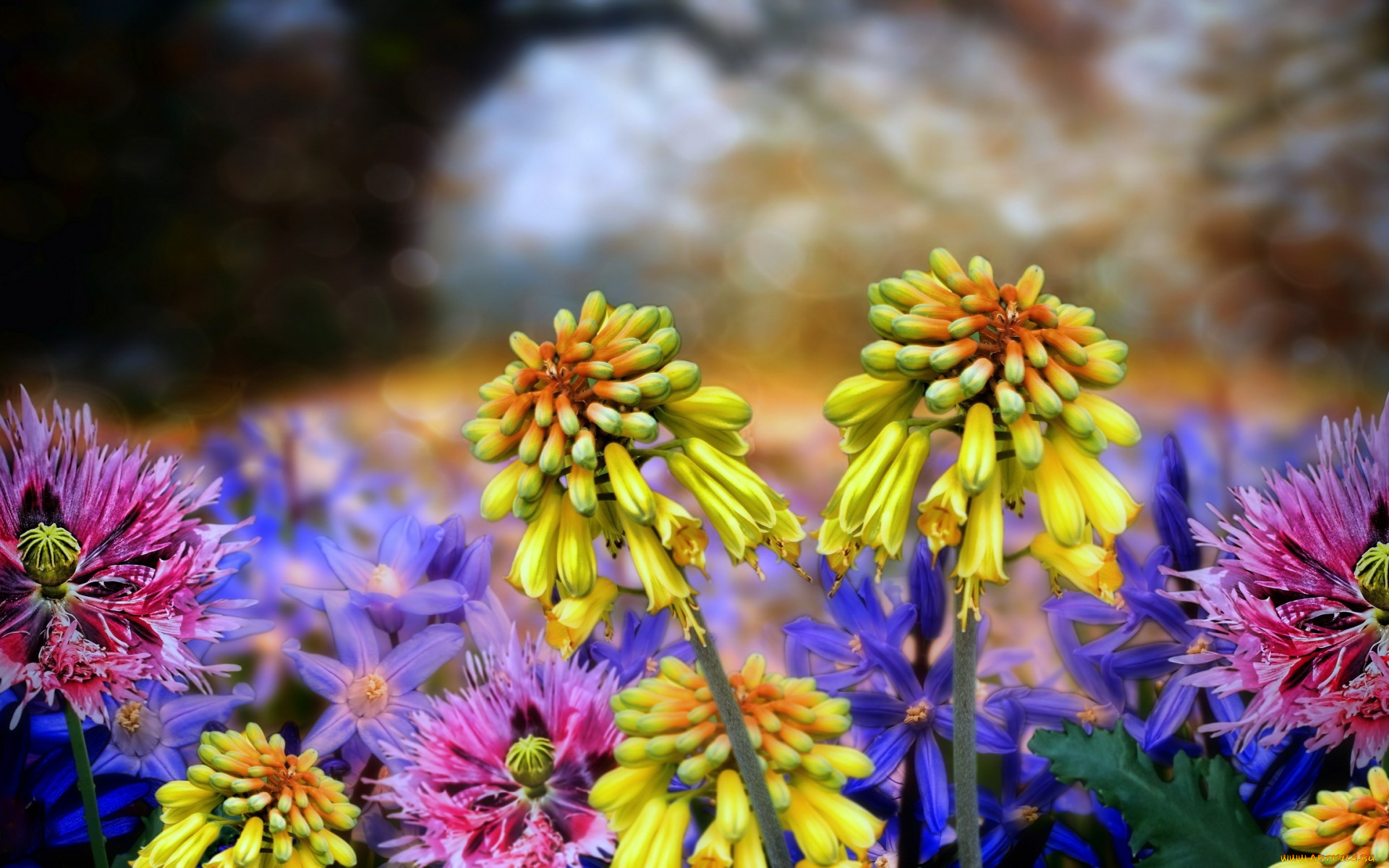 цветы, разные, вместе, фон, природа