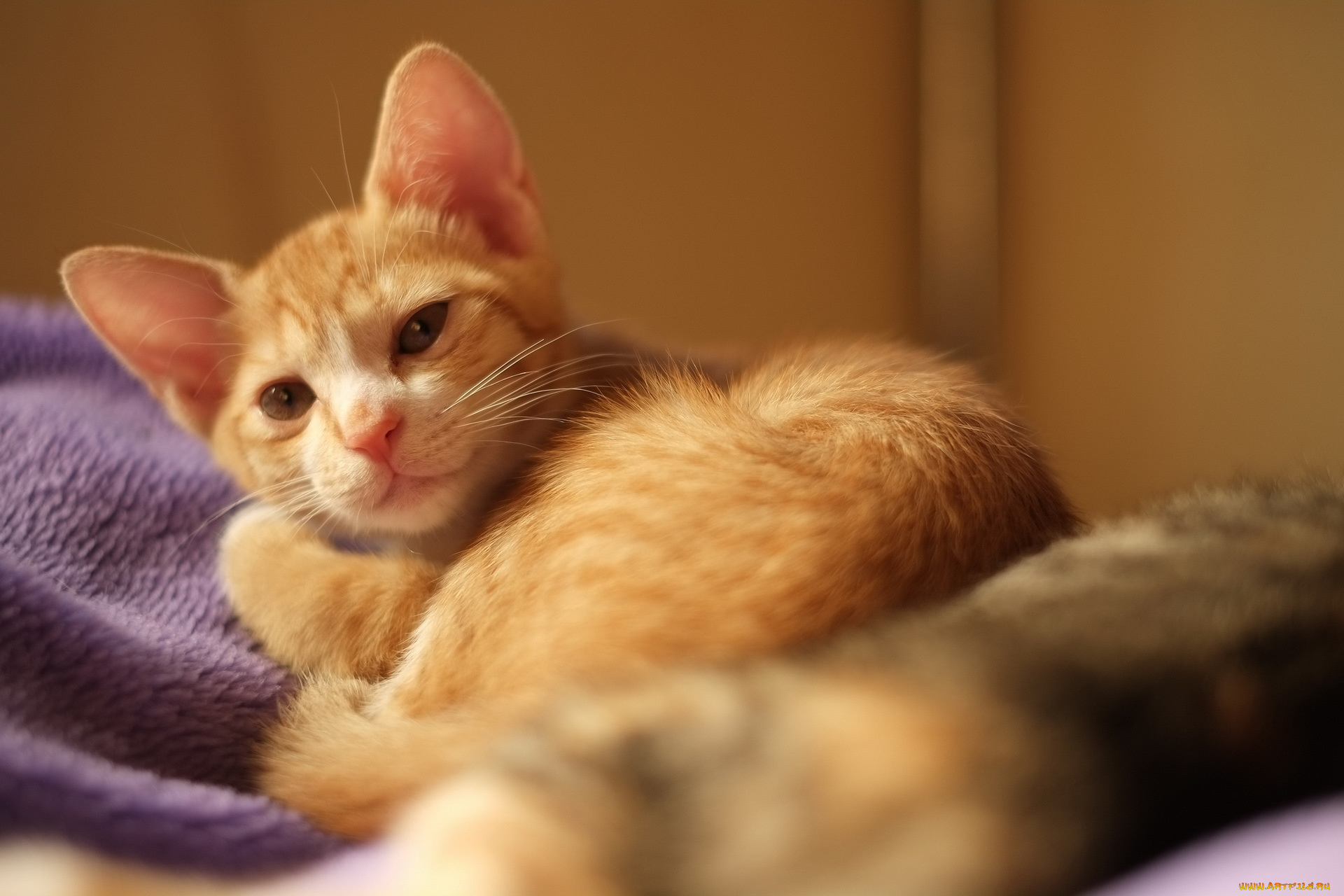 животные, коты, дом, взгляд, кошка