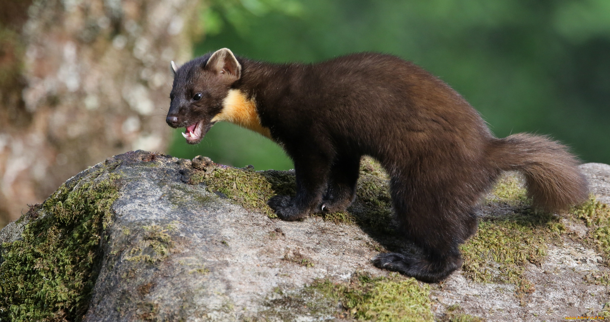 животные, хорьки, , куницы, , горностаи, , ласки, , соболи, соболь