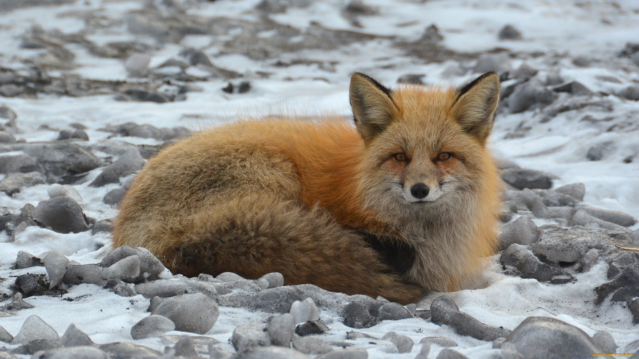 животные, лисы, лисичка