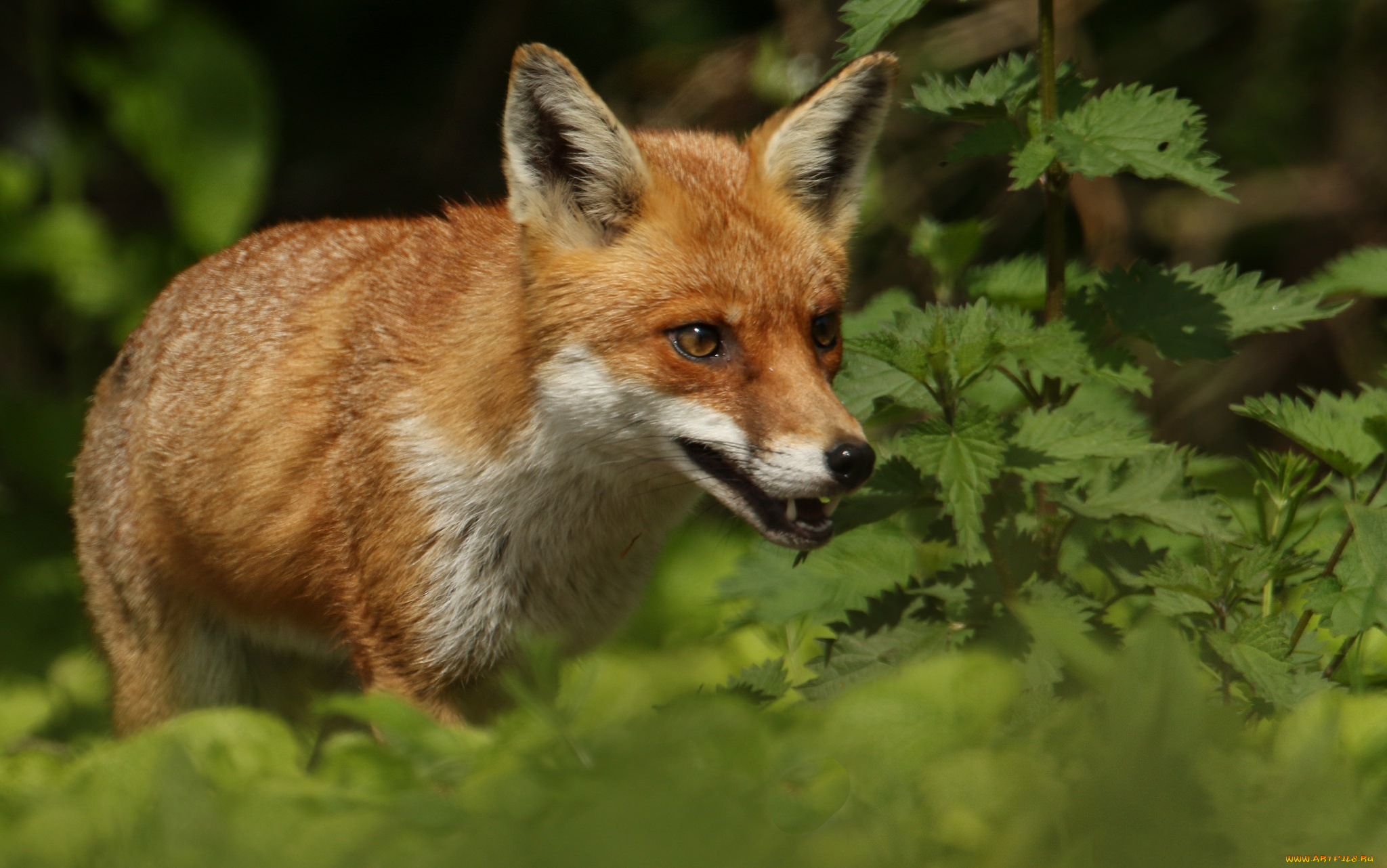 животные, лисы, лисичка