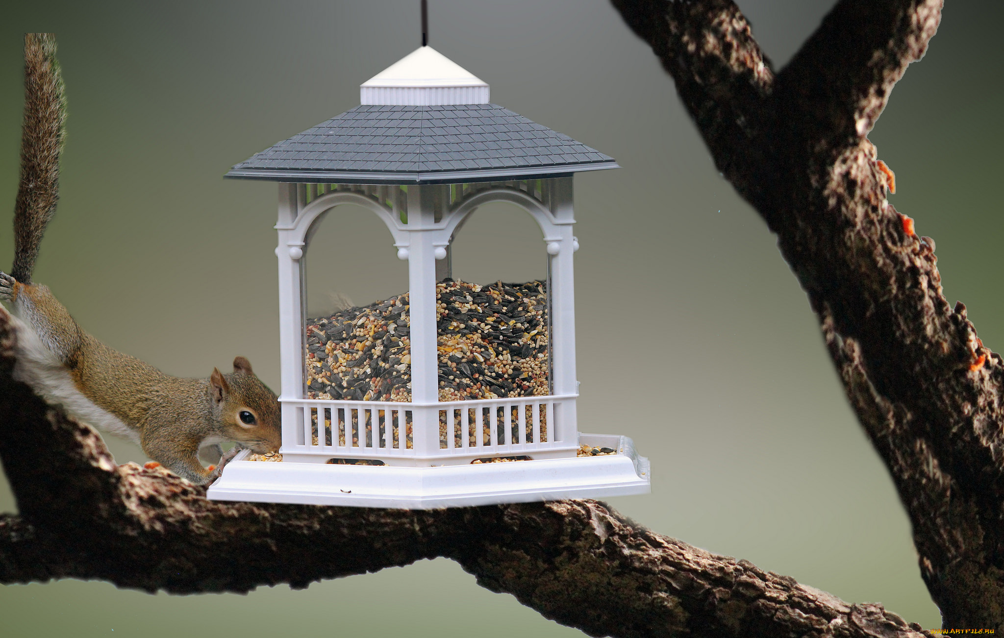животные, белки, крупа, просо, зёрнышки, еда, белка, кормушка, семечки