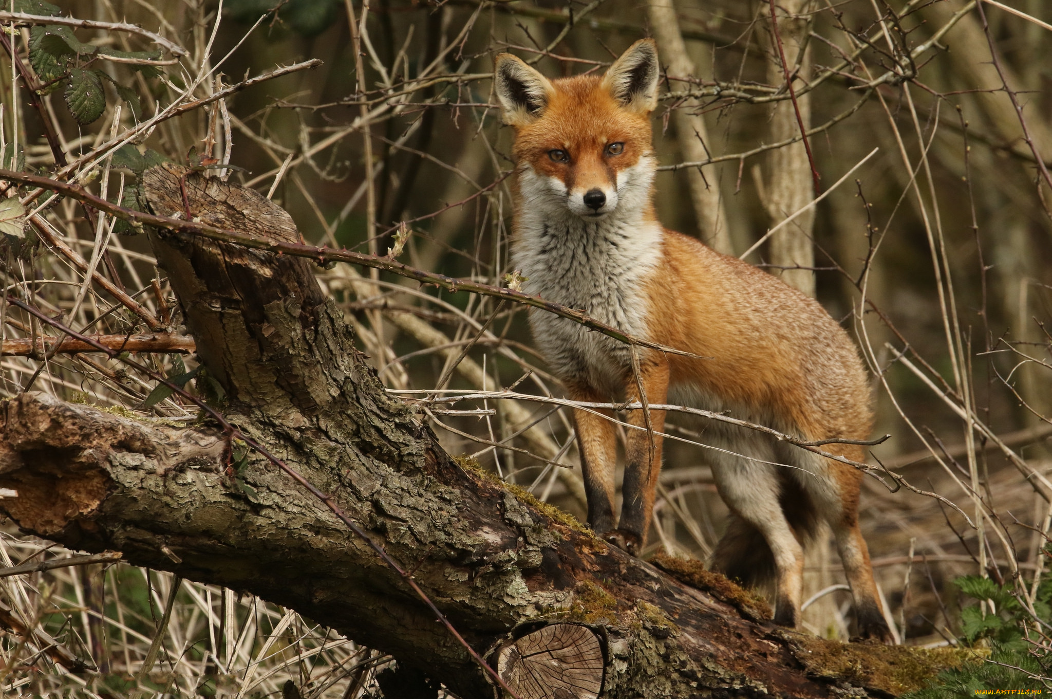 животные, лисы, лисичка