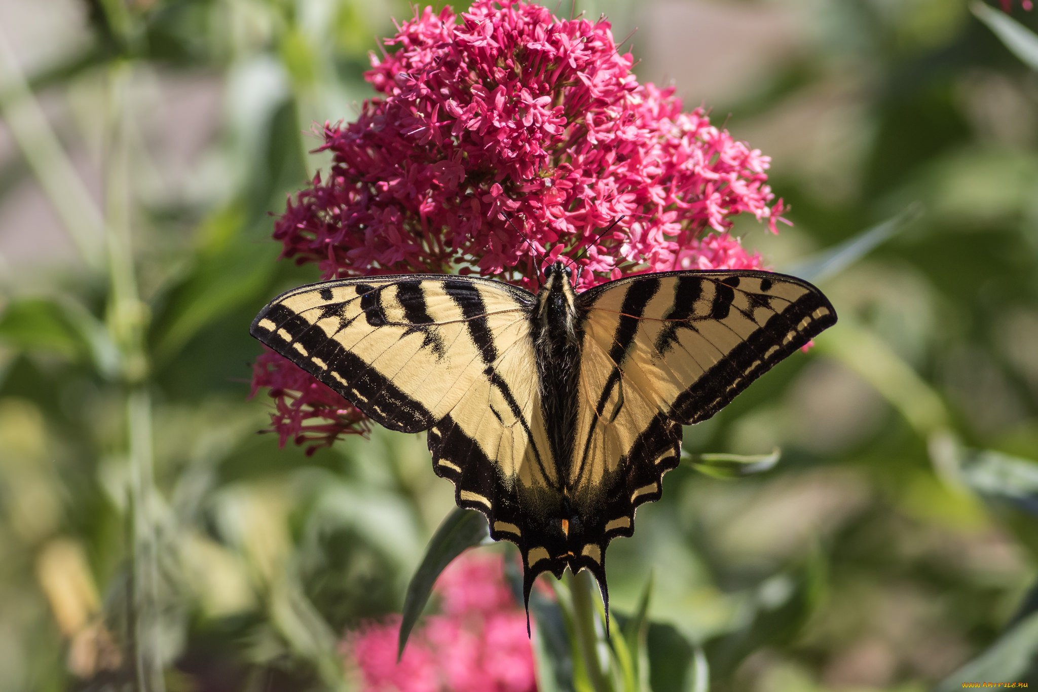 животные, бабочки, , мотыльки, , моли, бабочка