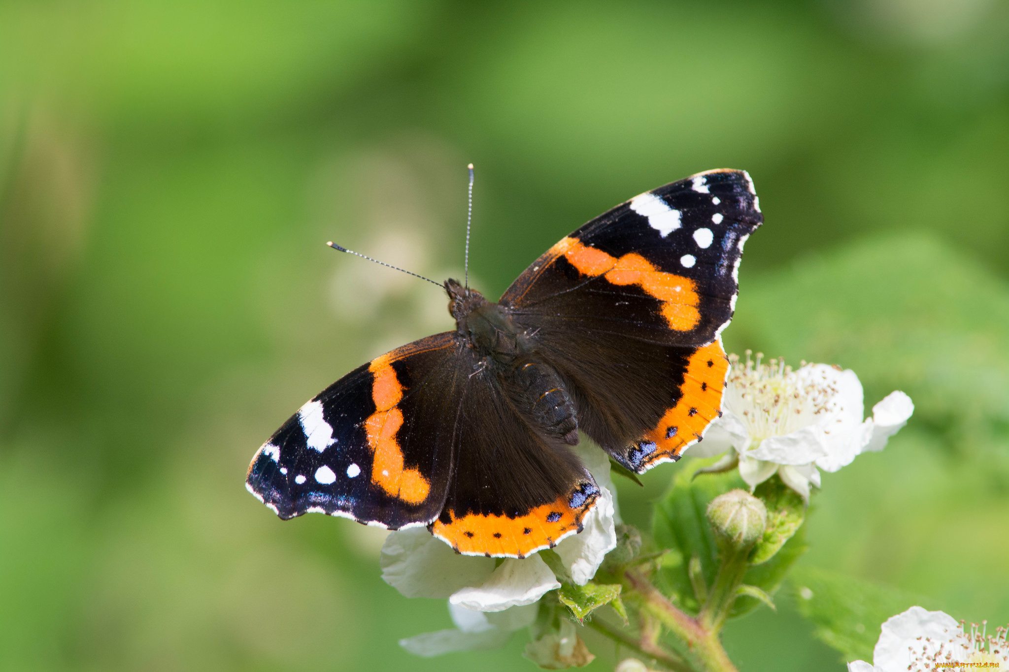 животные, бабочки, , мотыльки, , моли, бабочка