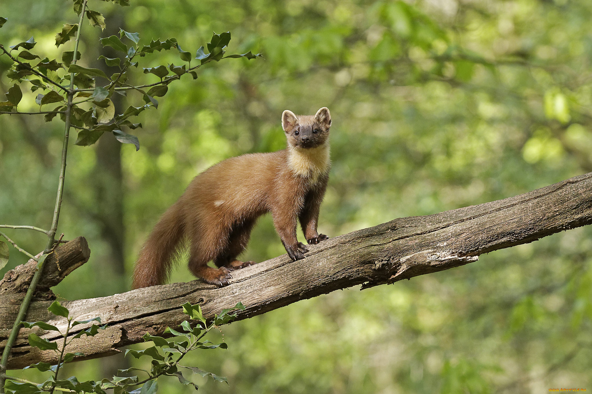 животные, хорьки, , куницы, , горностаи, , ласки, , соболи, соболь