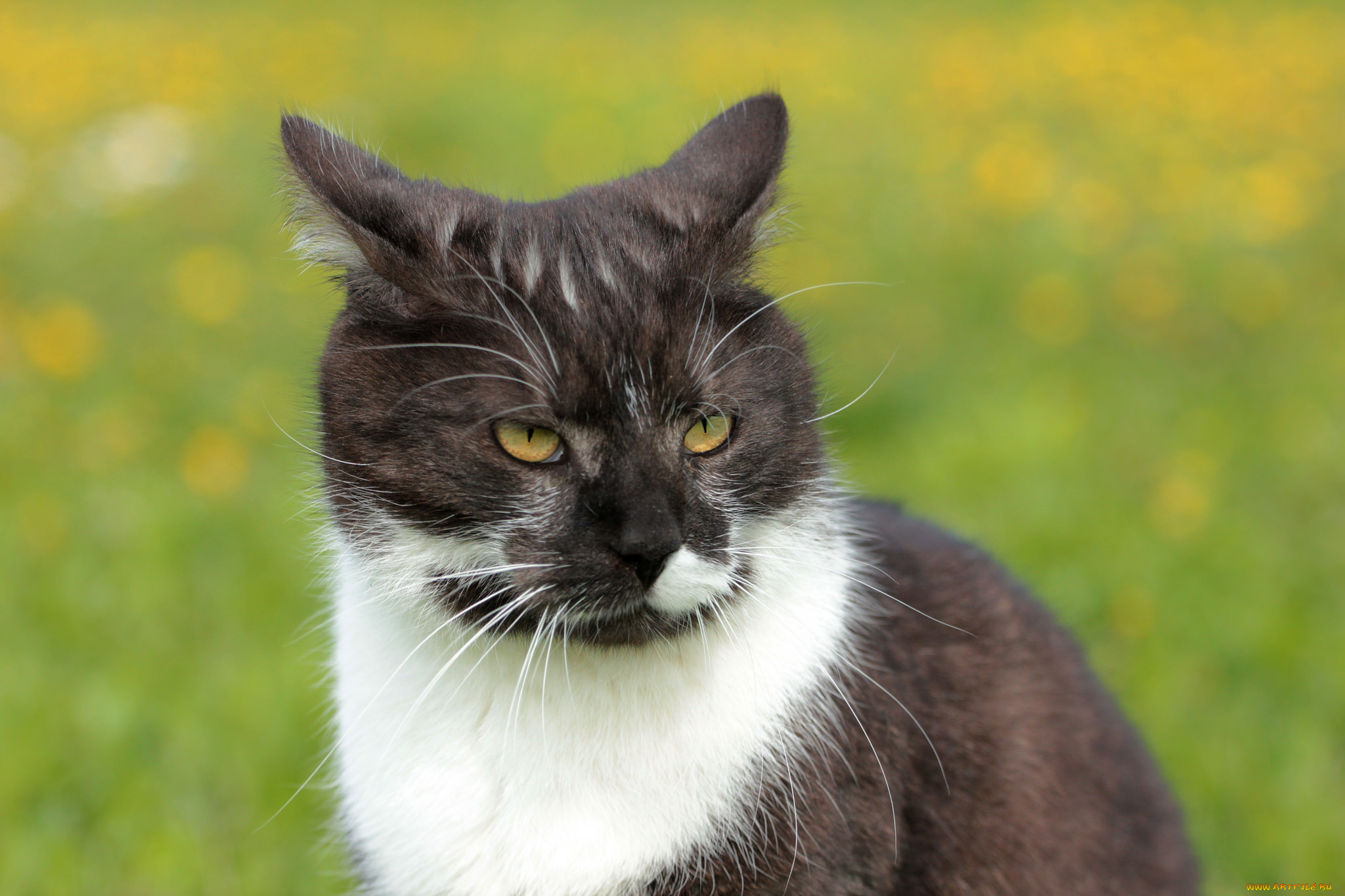 животные, коты, киса, коте, взгляд, усы, ушки