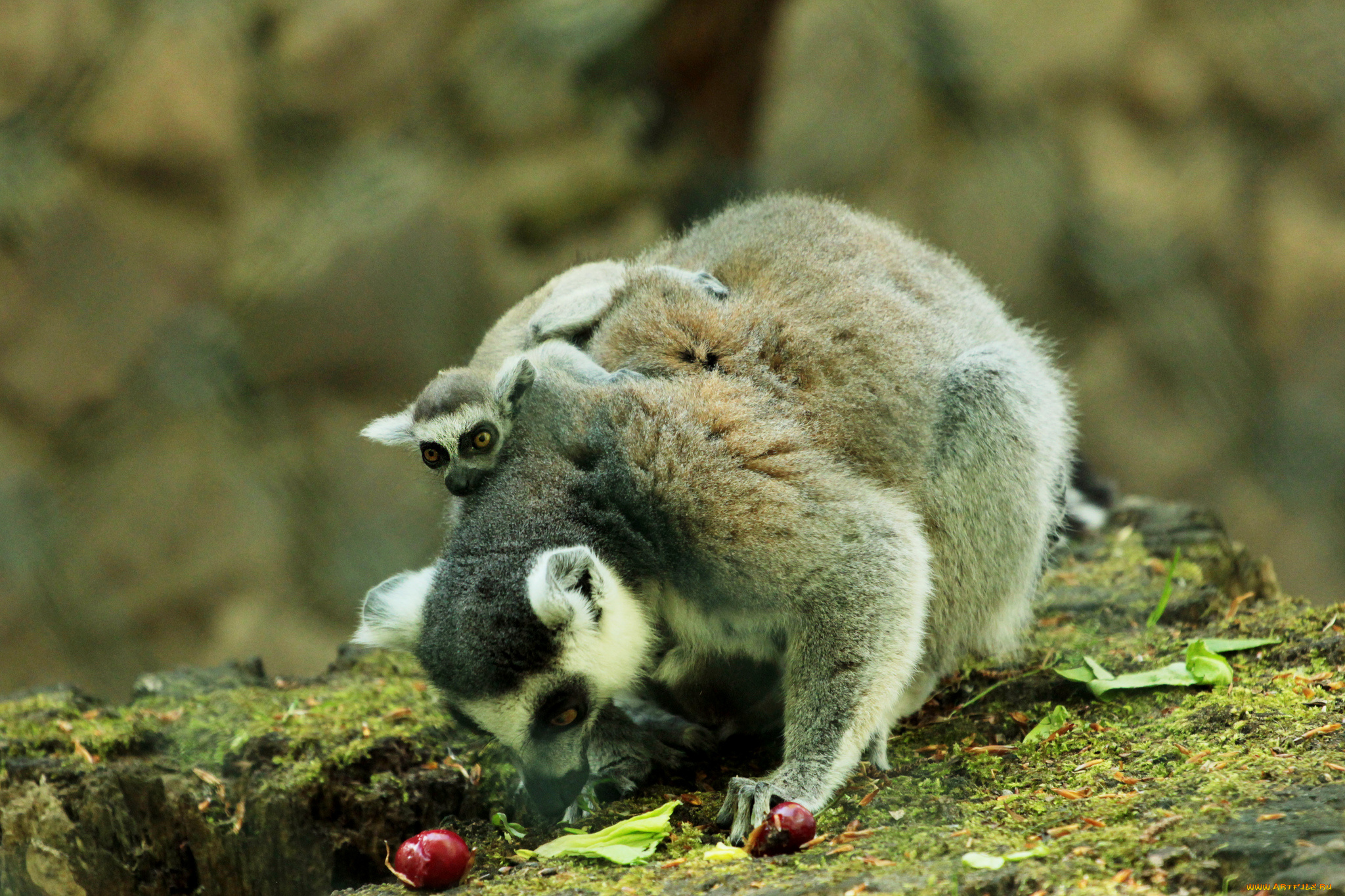 животные, лемуры, камни, ягоды, мама, малышь