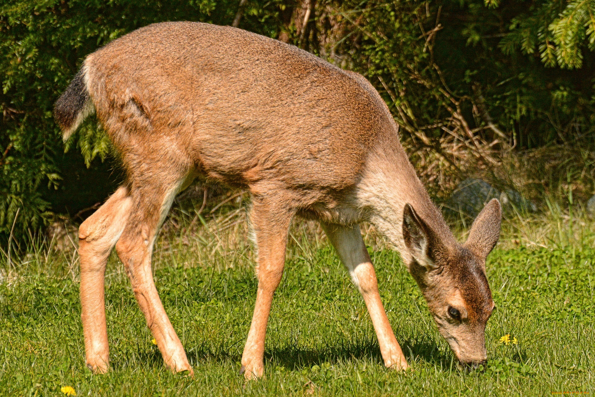животные, олени, олениха