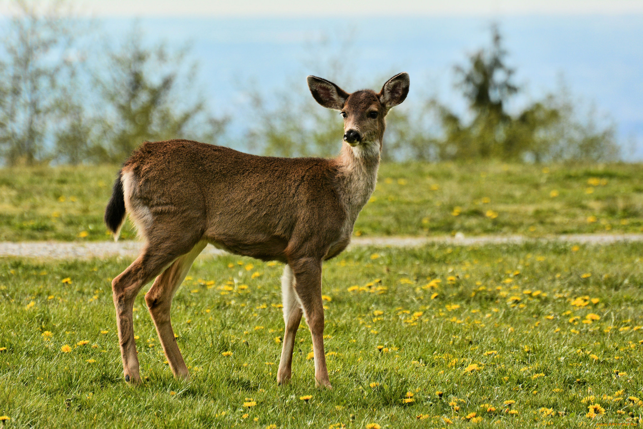 животные, олени, олениха