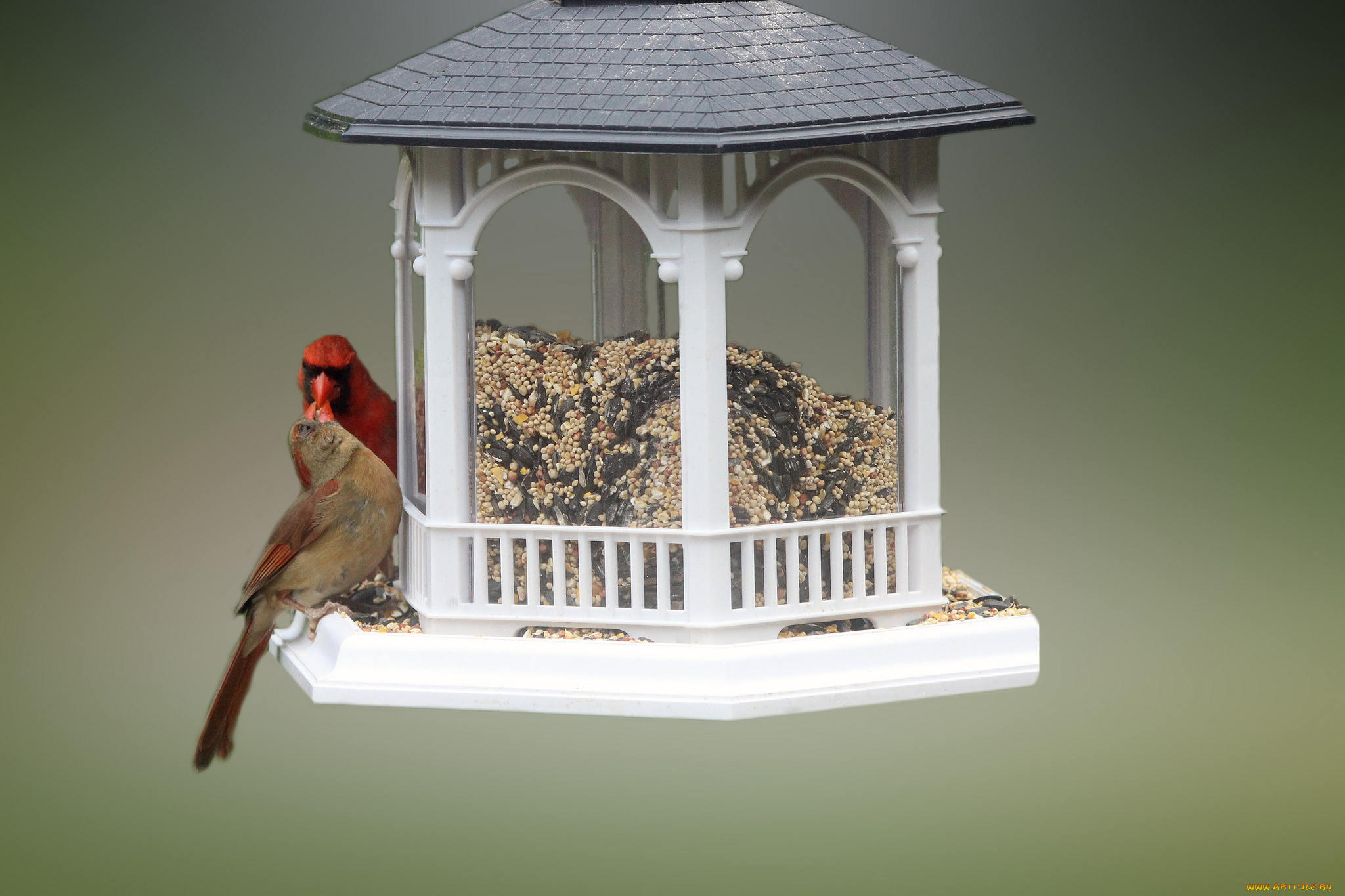животные, птицы, еда, кормушка, пара, семечки, крупа, зёрнышки, просо
