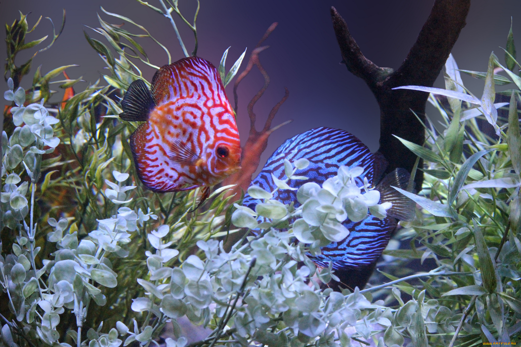животные, рыбы, аквариум, кораллы, водоросли, рыбки