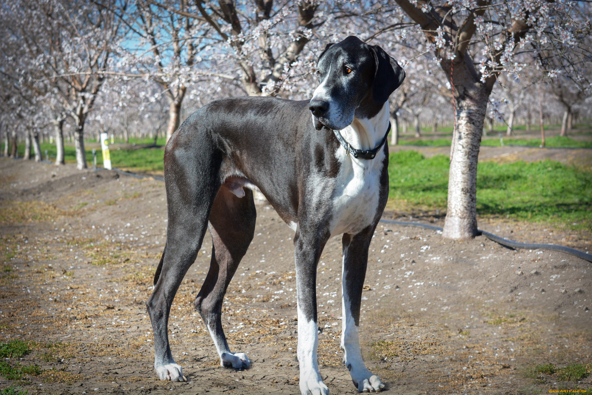 животные, собаки, пес