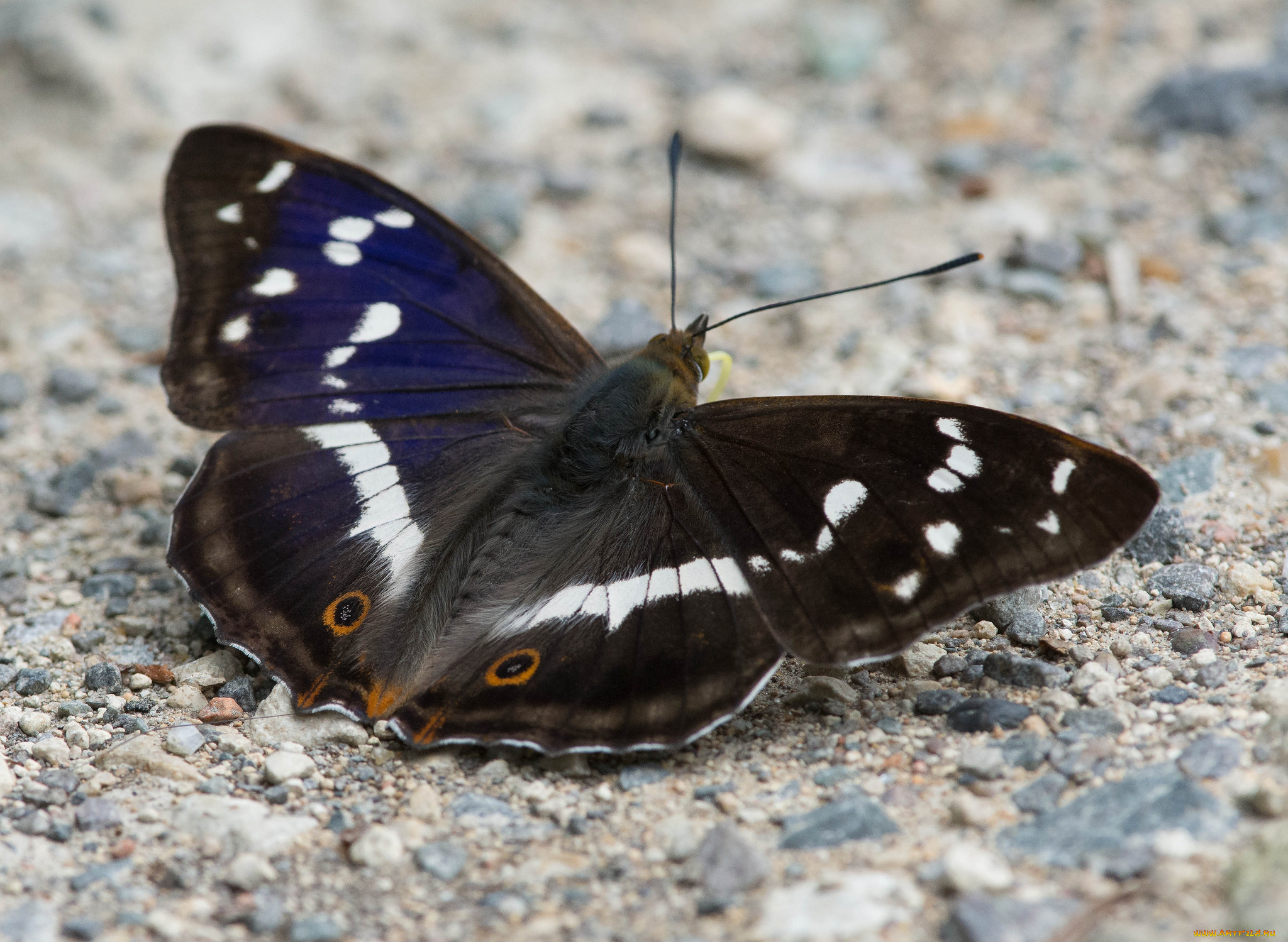 животные, бабочки, , мотыльки, , моли, бабочка