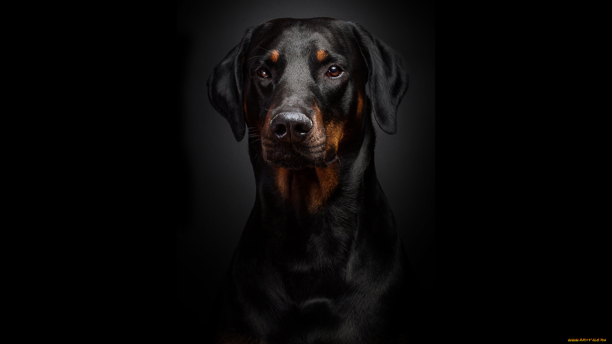 животные, собаки, черный, портрет, доберман, фон
