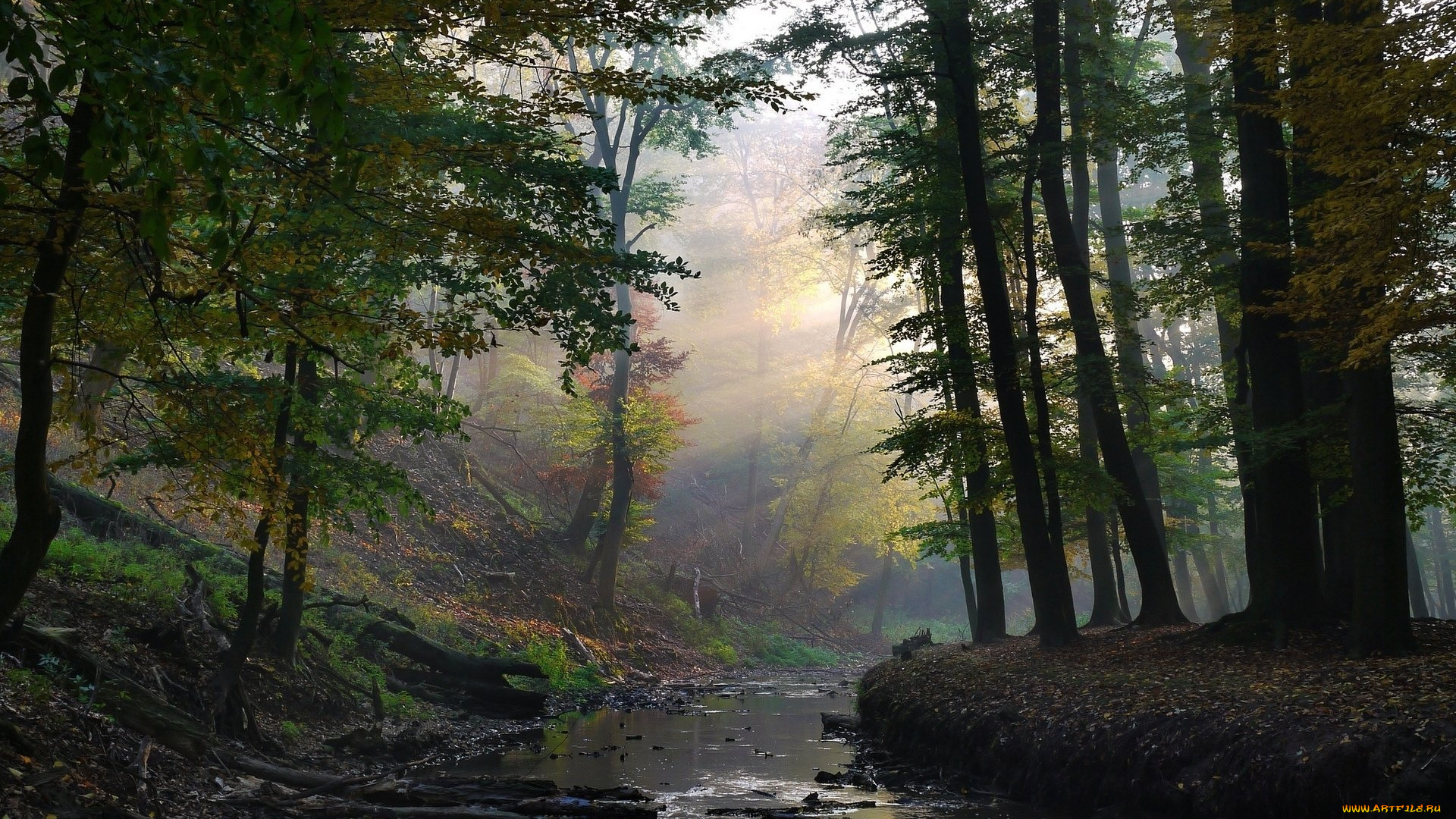 природа, реки, озера, лес, река