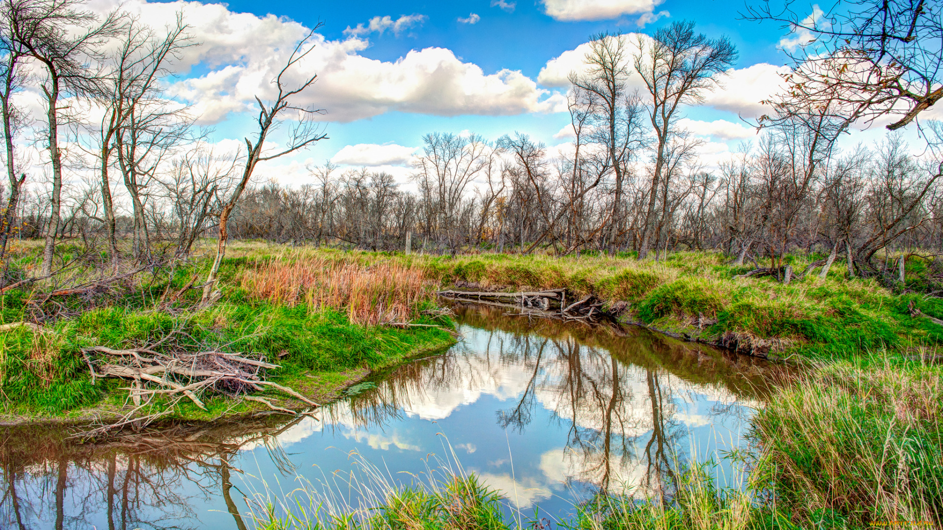 природа, реки, озера, лес, река