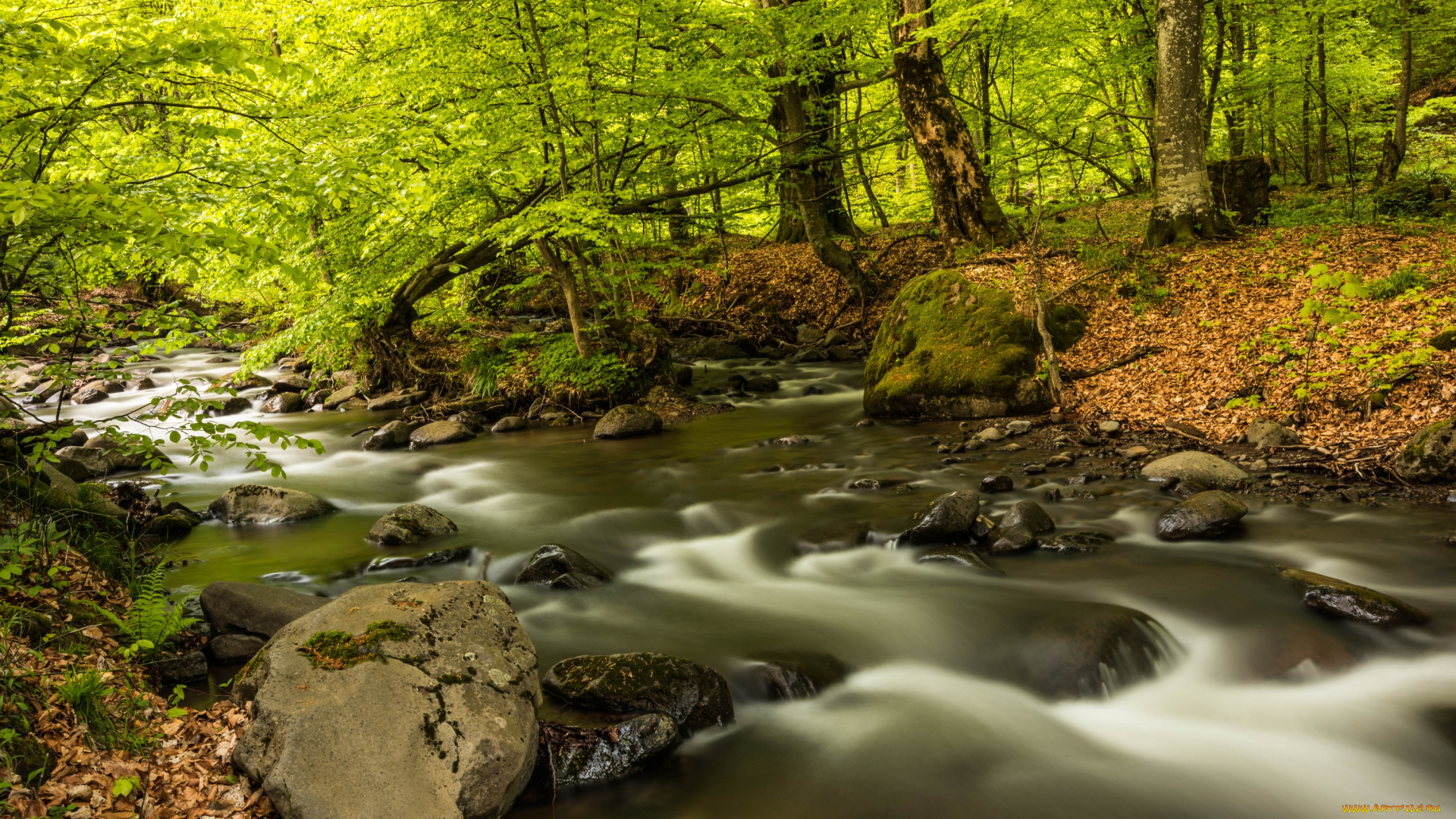 природа, реки, озера, лес, река