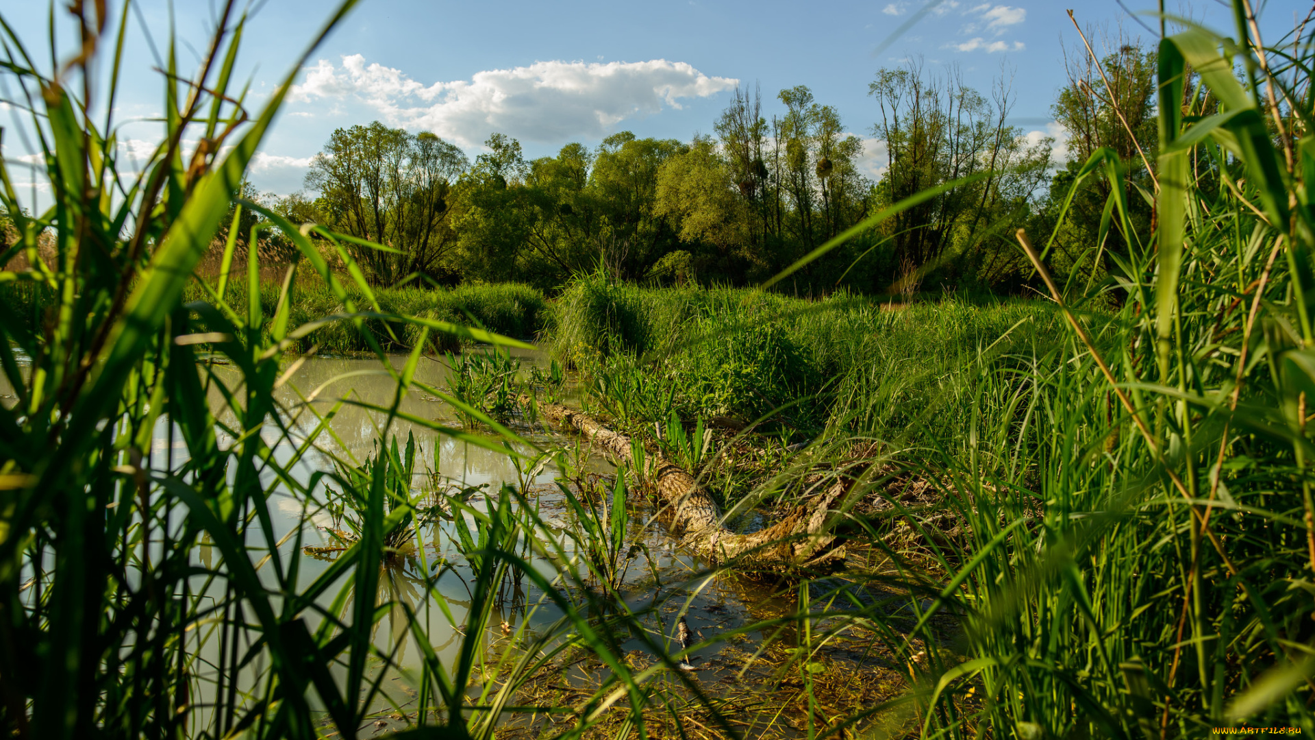 природа, реки, озера, лес, река
