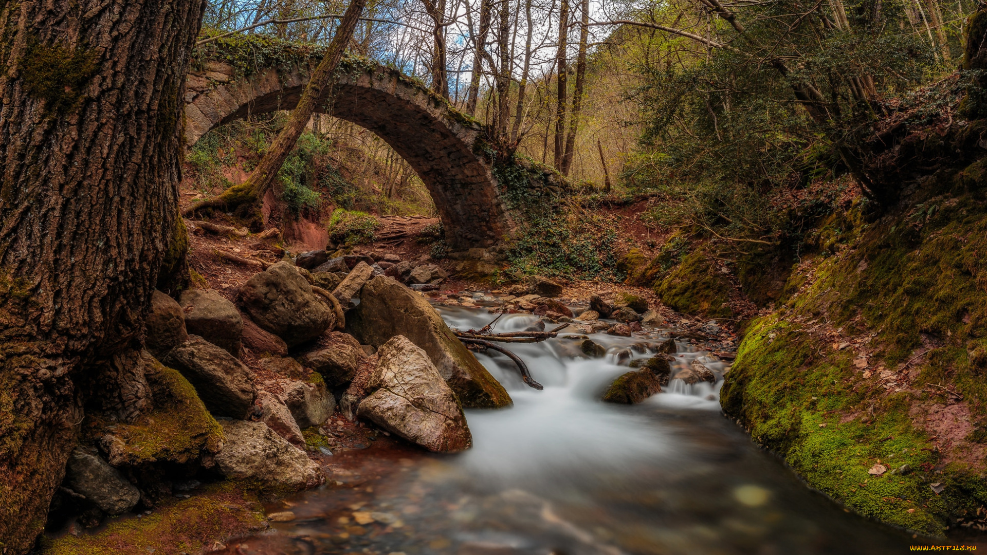 природа, реки, озера, лес, река