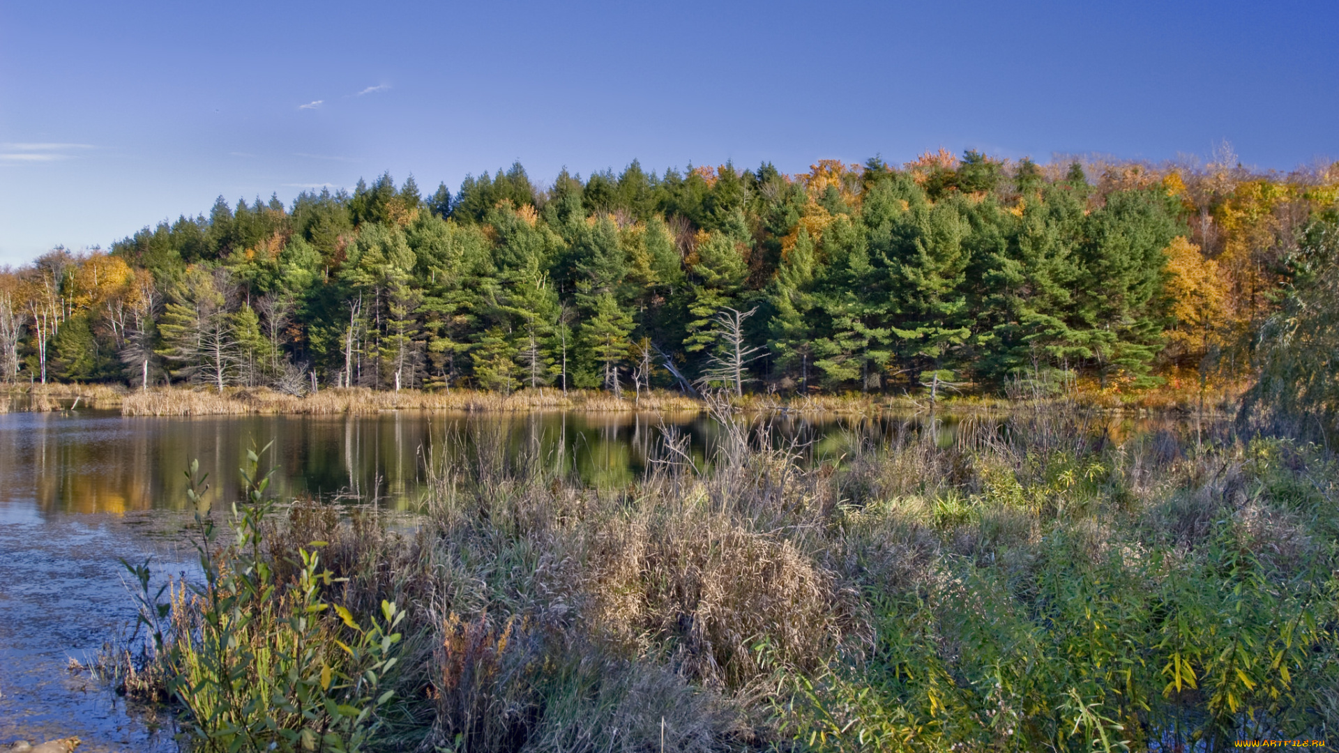 природа, реки, озера, река, лес