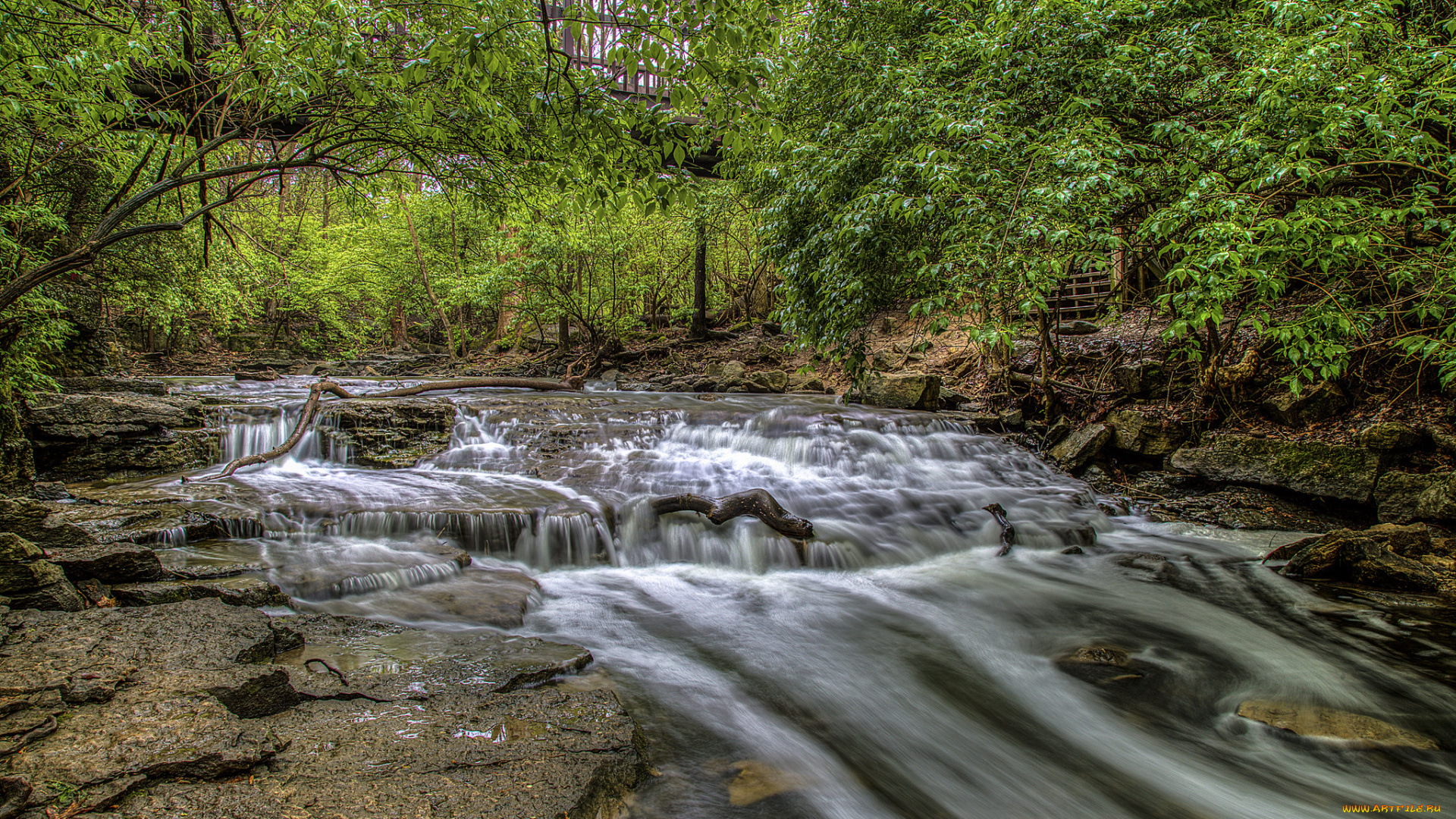 природа, реки, озера, река, лес