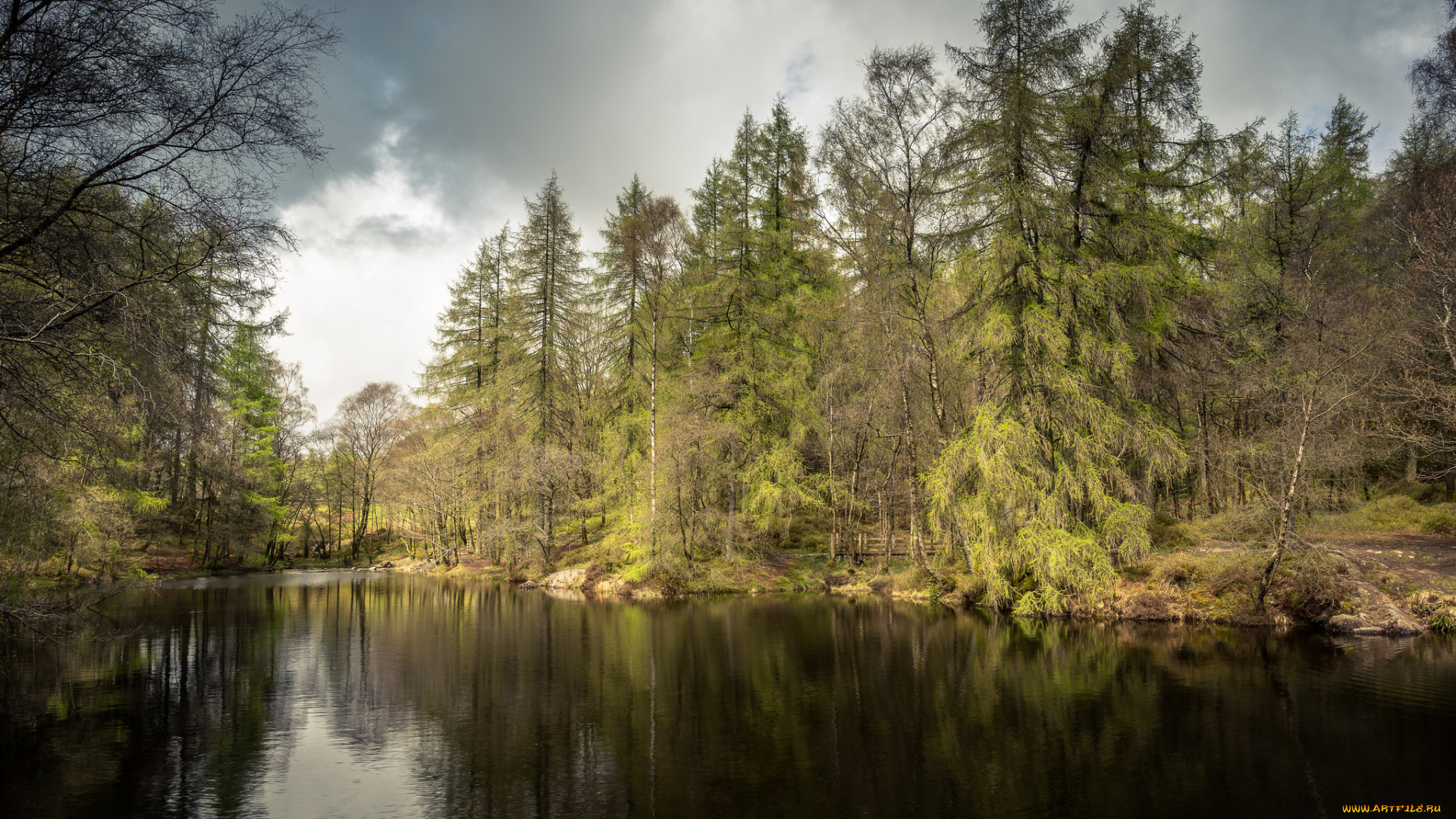 природа, реки, озера, река, лес