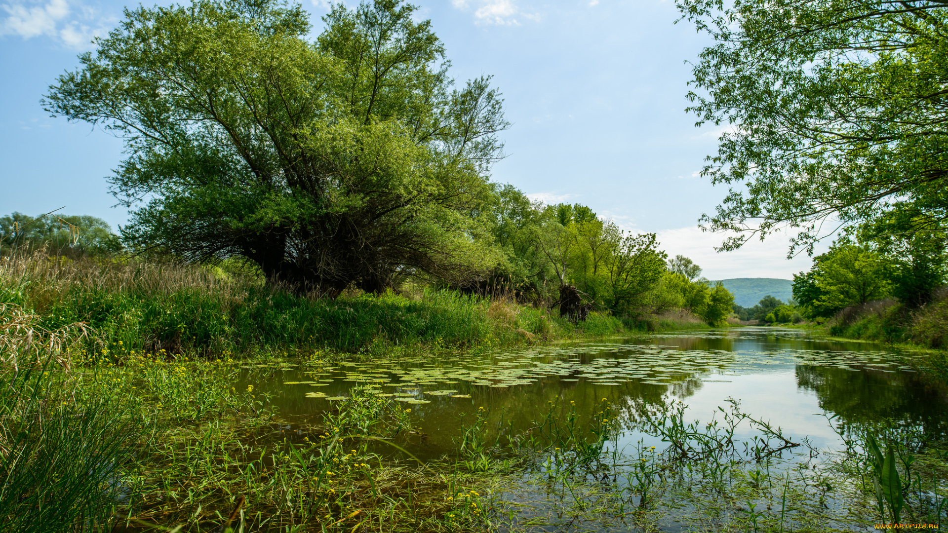 природа, реки, озера, река, лес