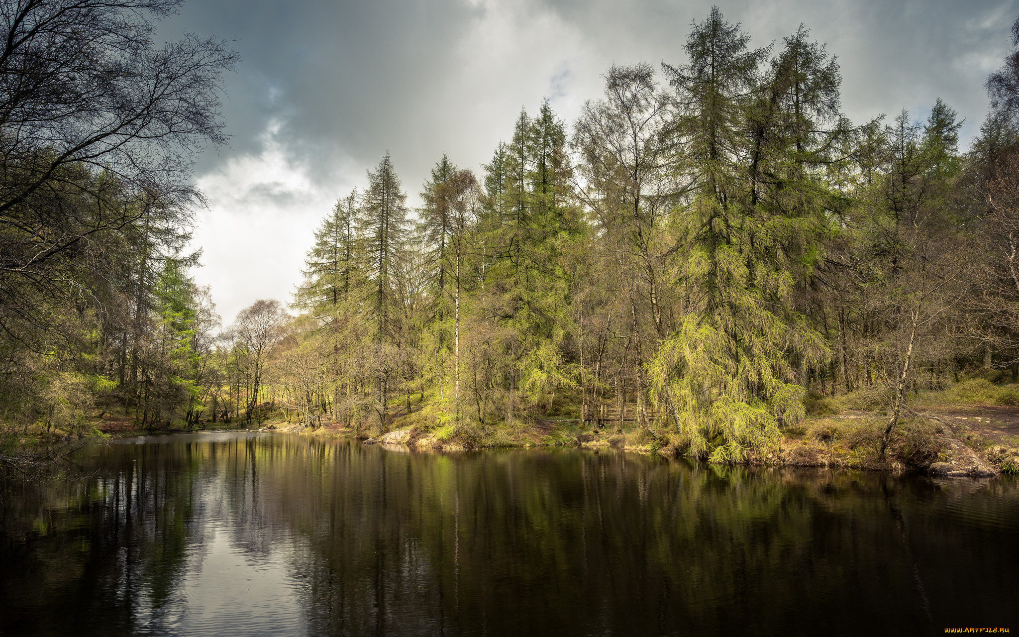 природа, реки, озера, река, лес