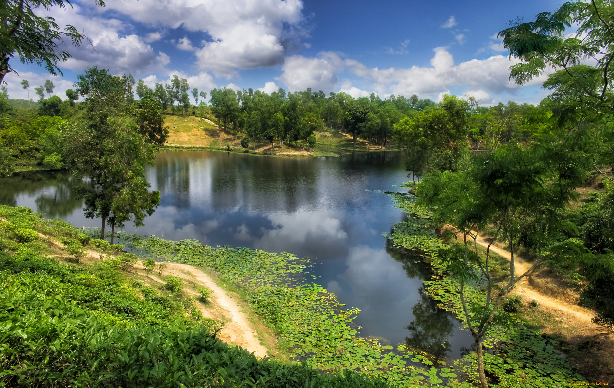 природа, реки, озера, река, лес