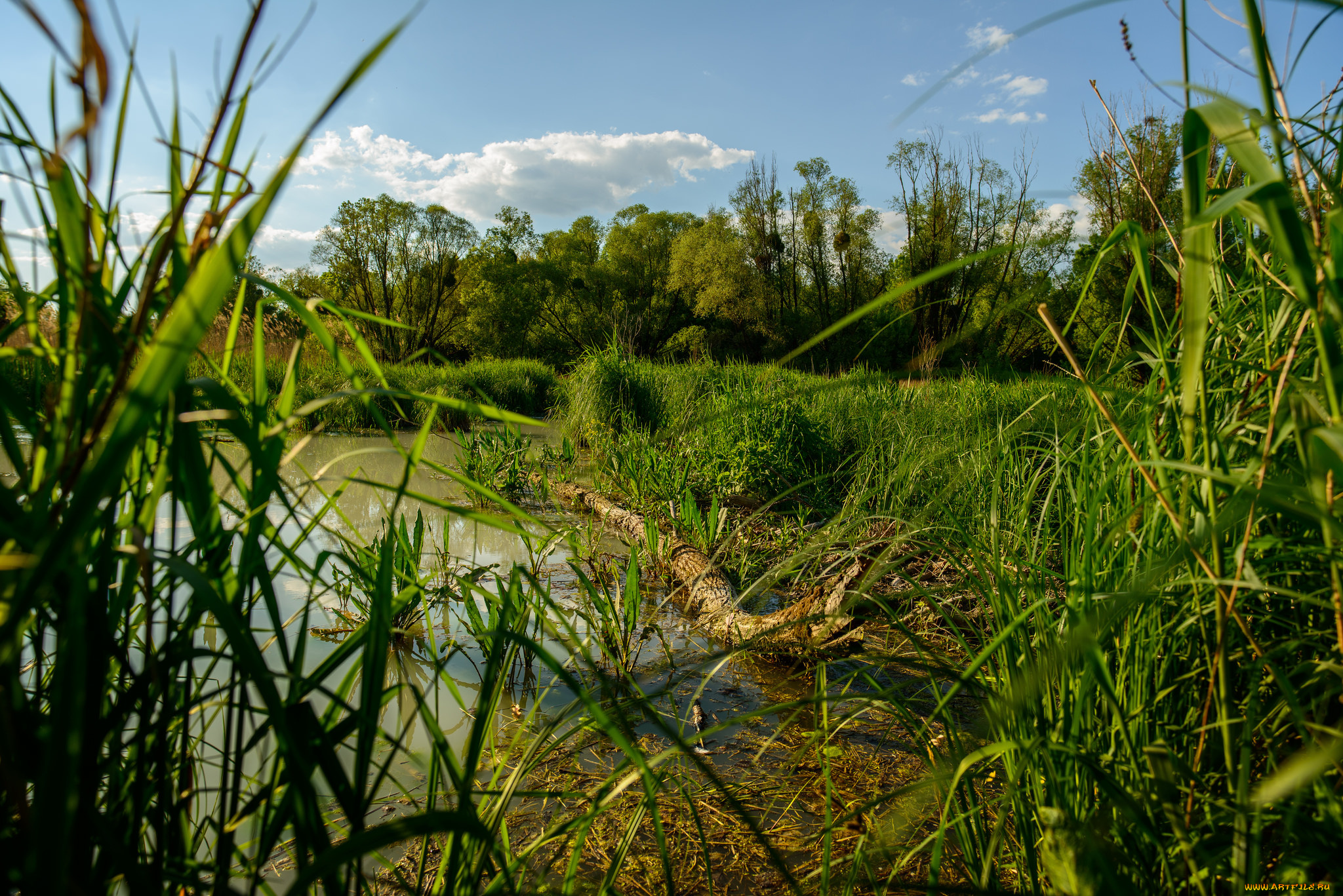 природа, реки, озера, лес, река