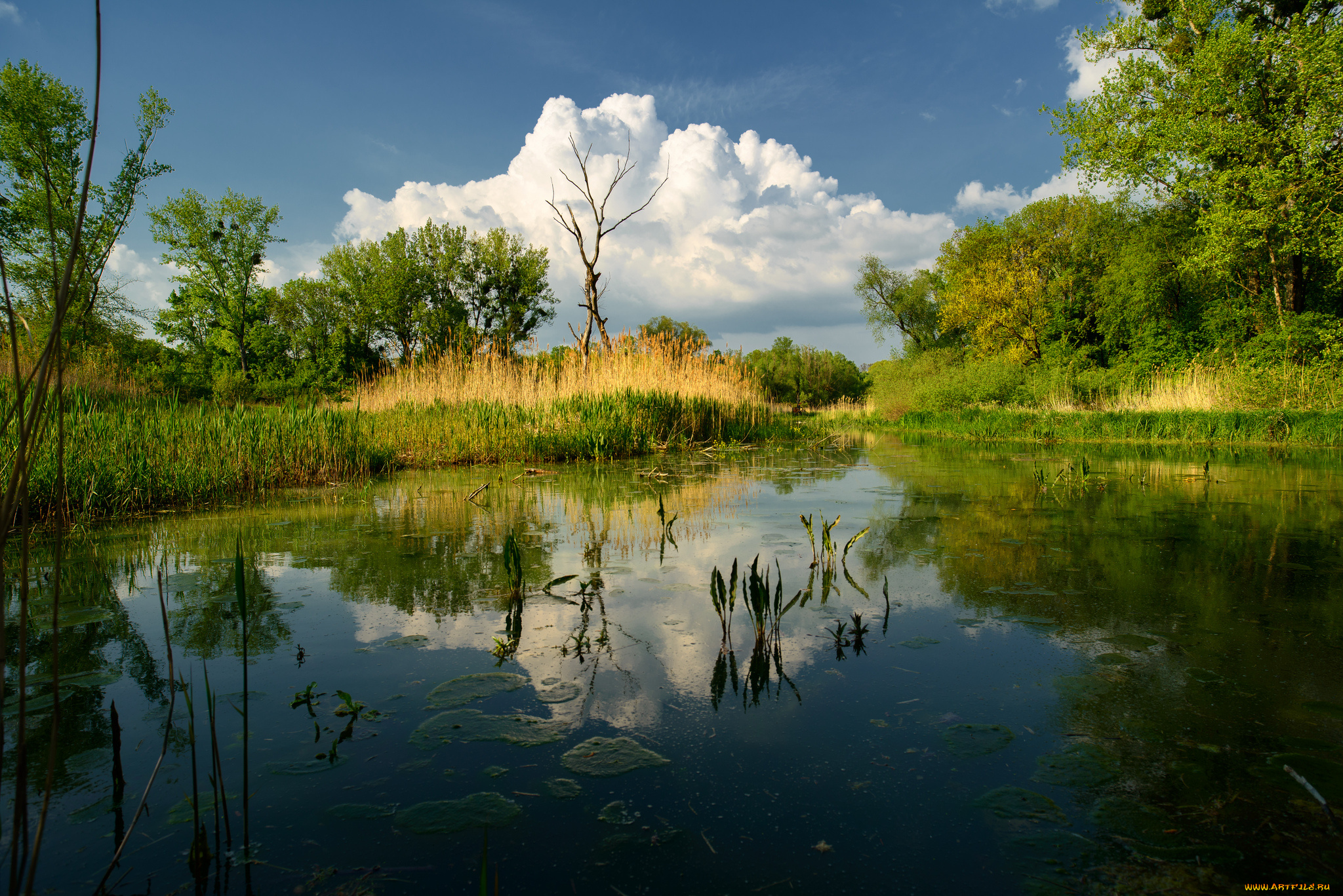 природа, реки, озера, река, лес