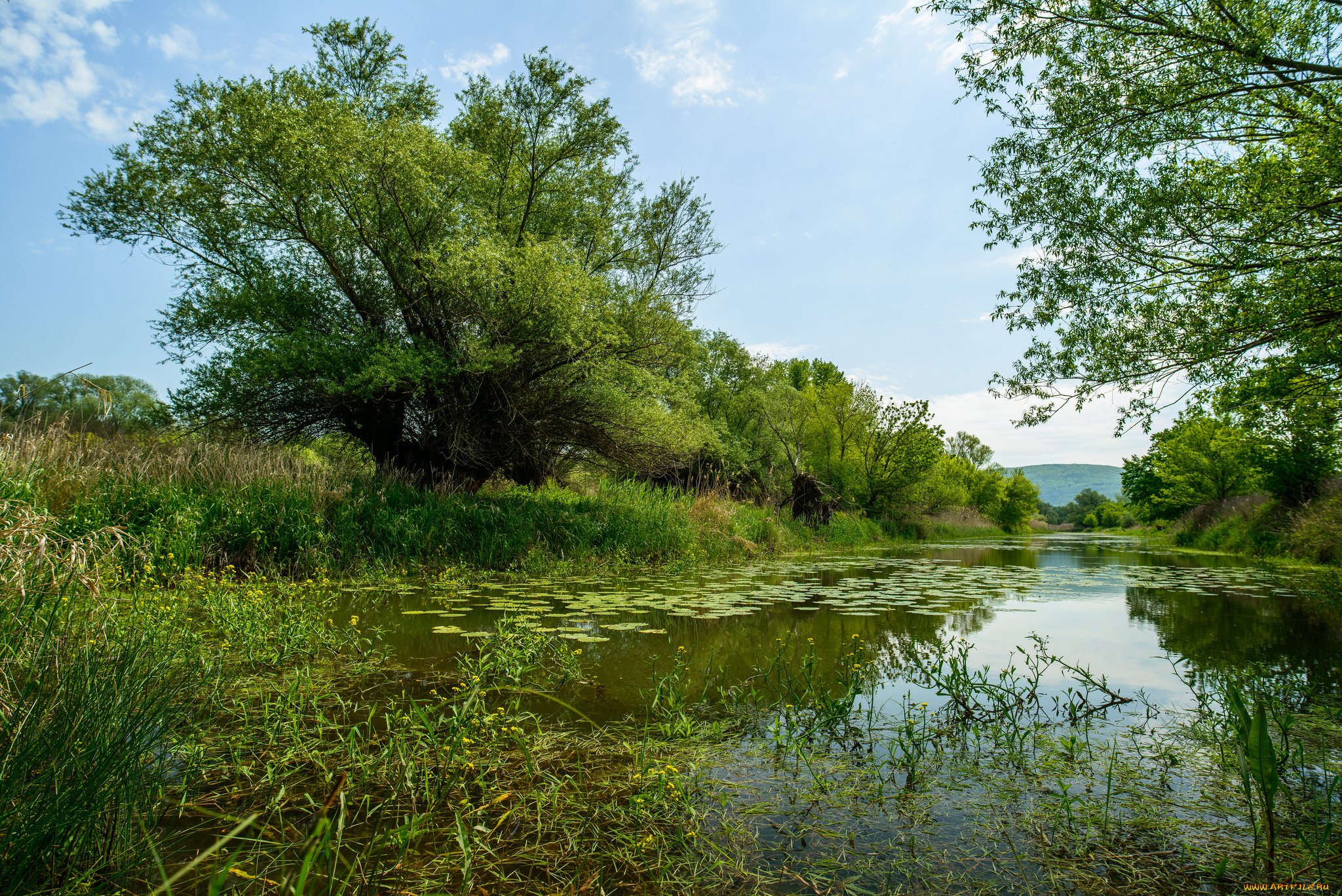 природа, реки, озера, река, лес
