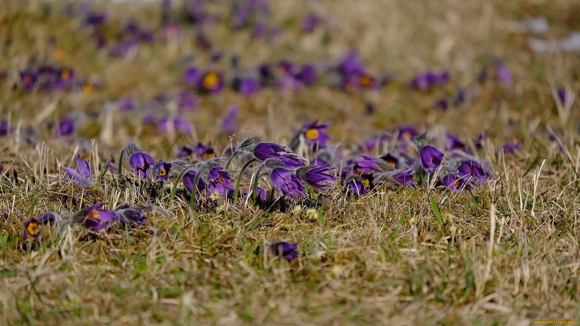 цветы, анемоны, , сон-трава, сон-трава