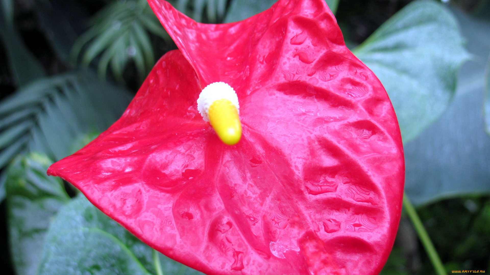 цветы, антуриум, , цветок, фламинго, капли, макро