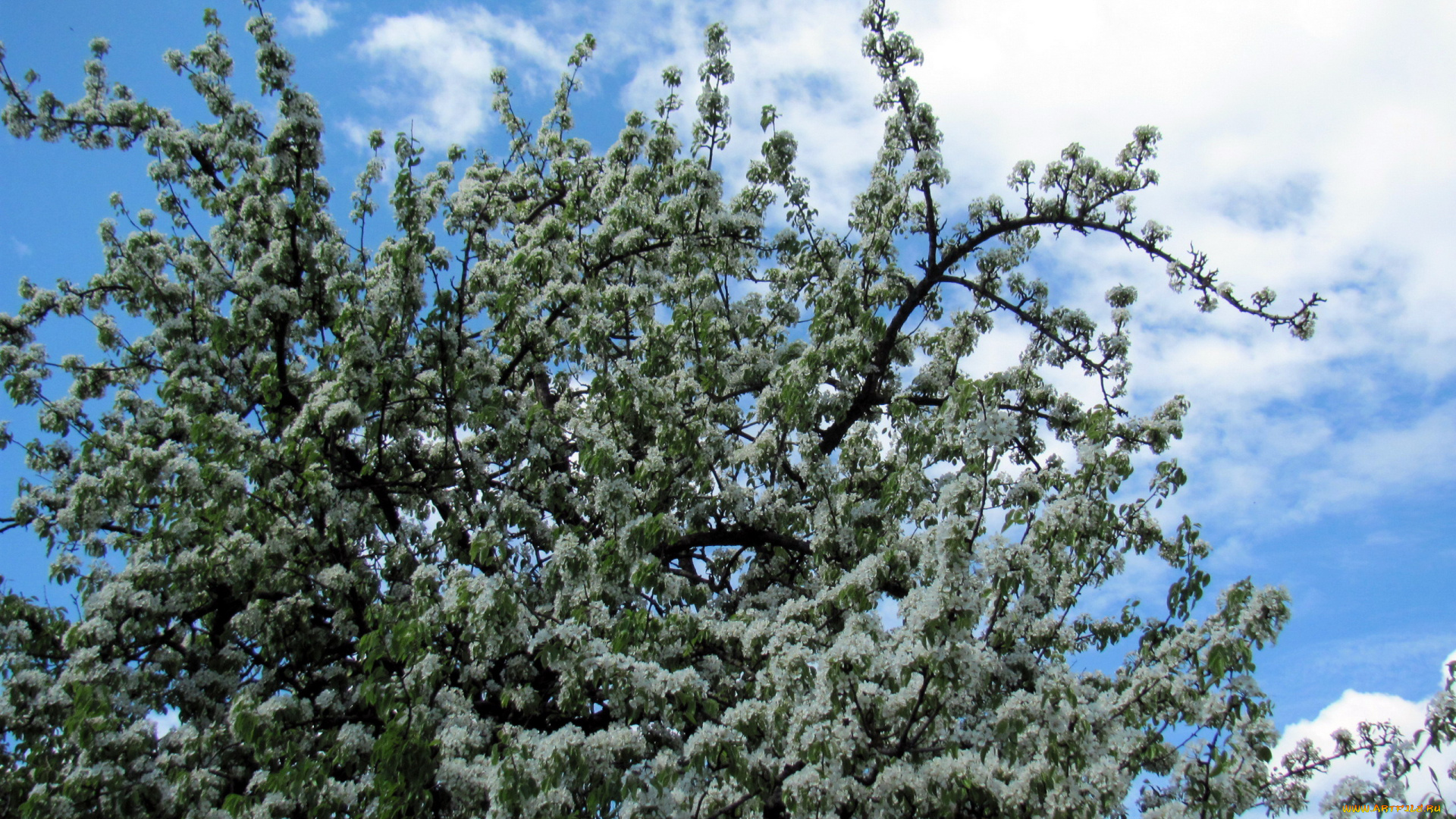 цветы, цветущие, деревья, , , кустарники, весна, цветение