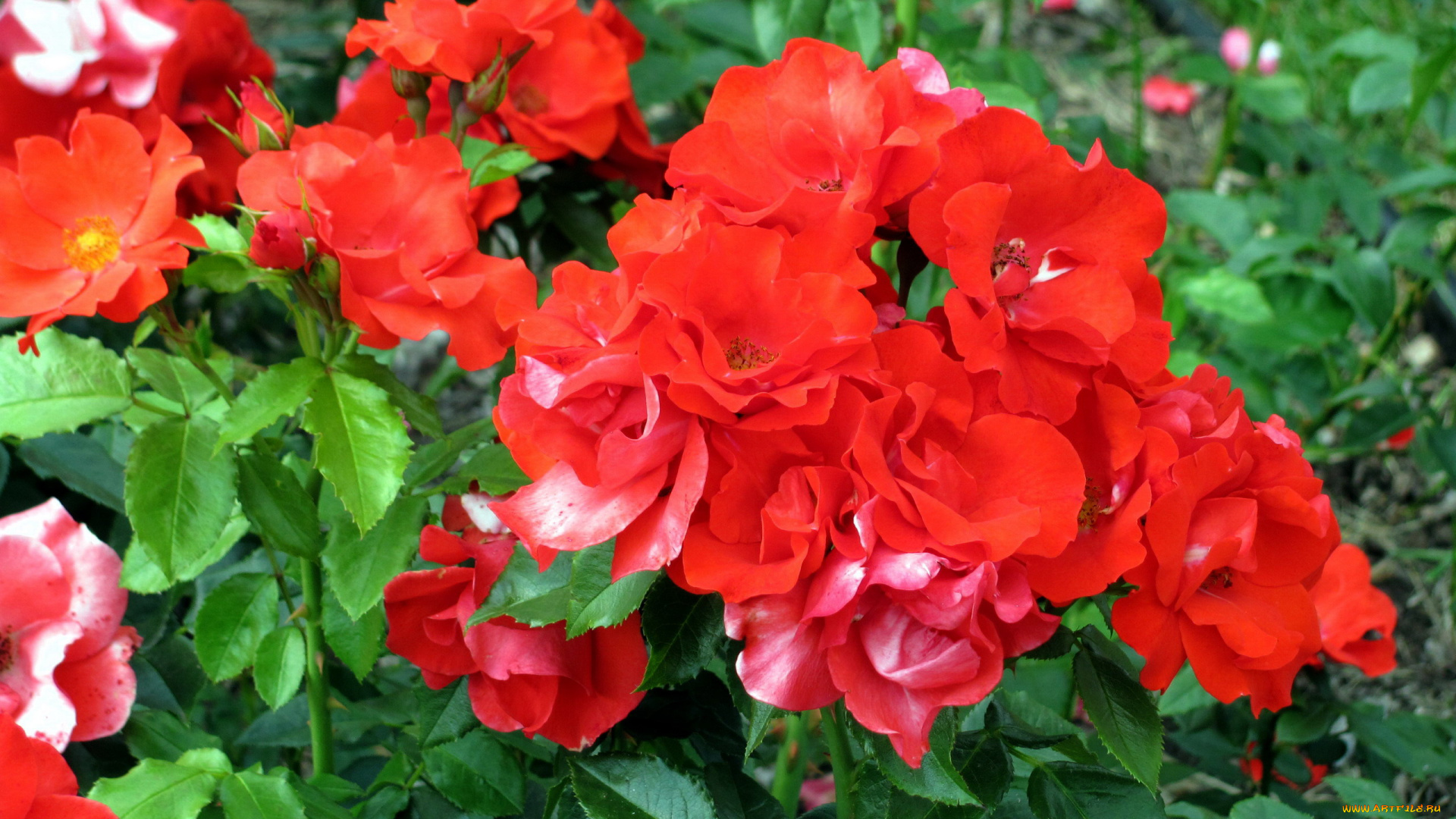 цветы, розы, алые, куст