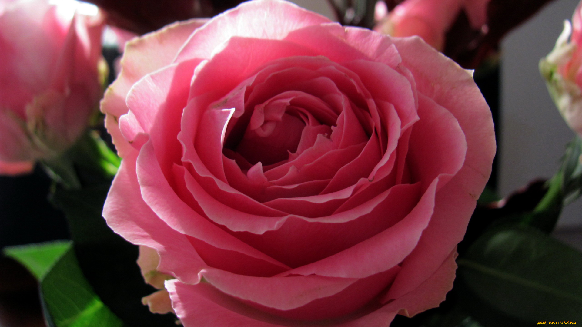 цветы, розы, розовая, роза, макро