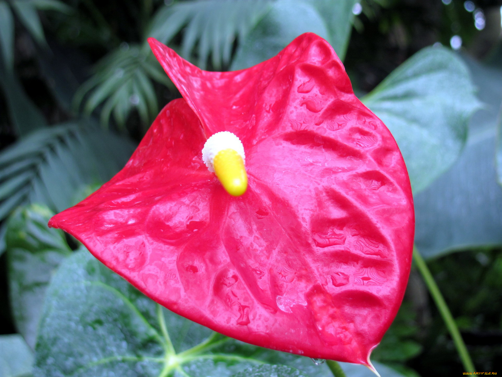 цветы, антуриум, , цветок, фламинго, капли, макро