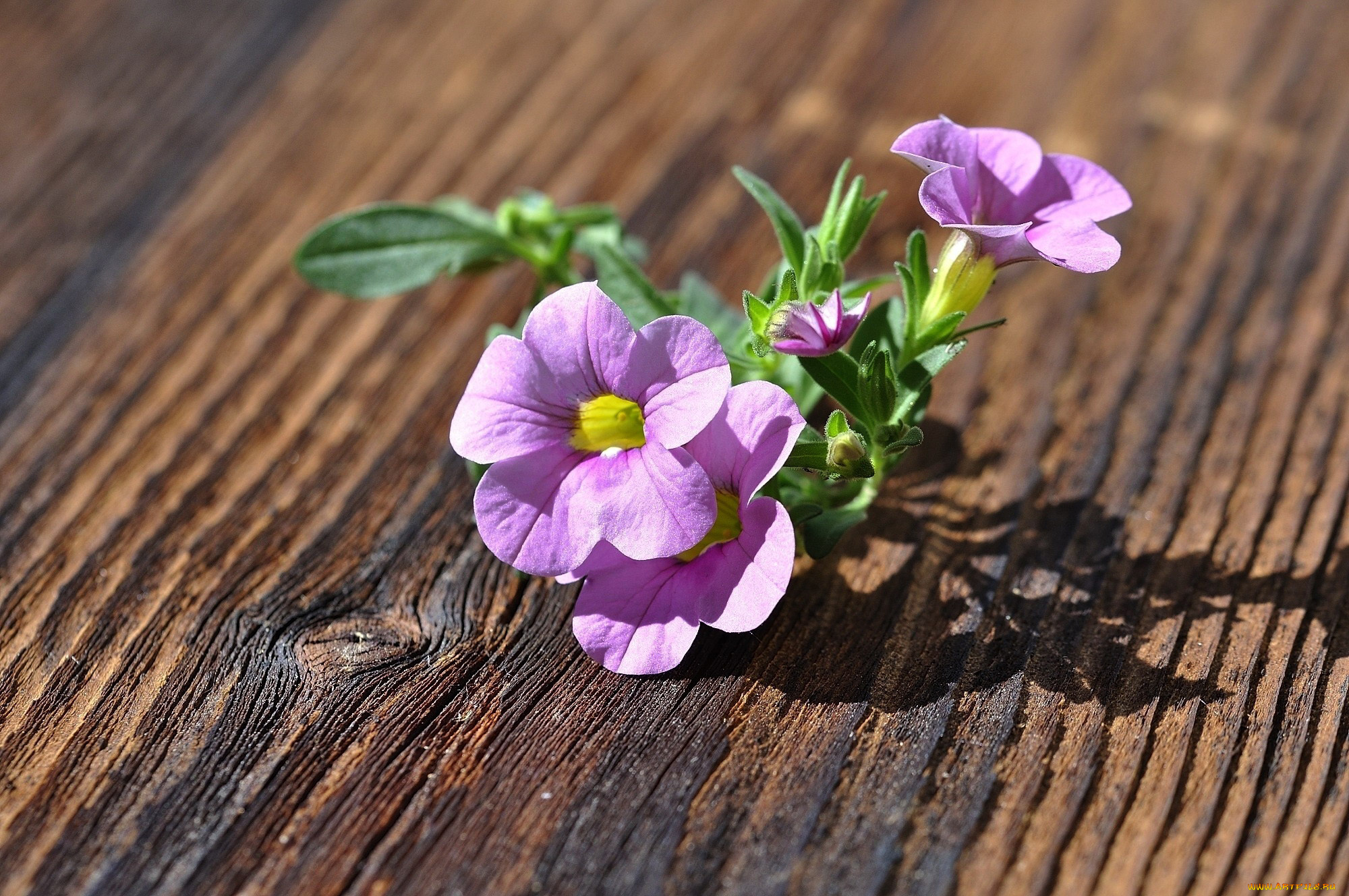 цветы, петунии, , калибрахоа, розовая, петуния