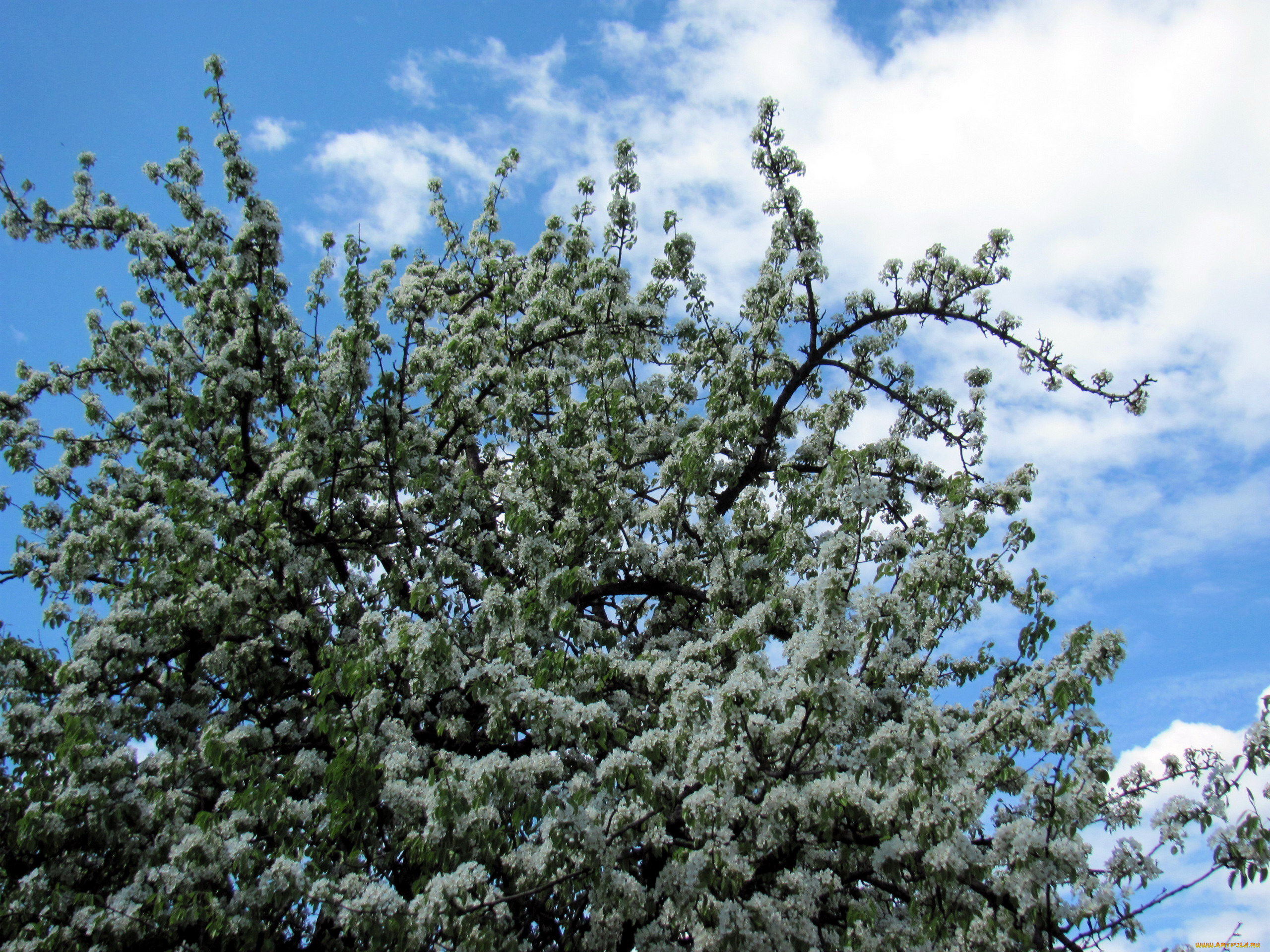 цветы, цветущие, деревья, , , кустарники, весна, цветение