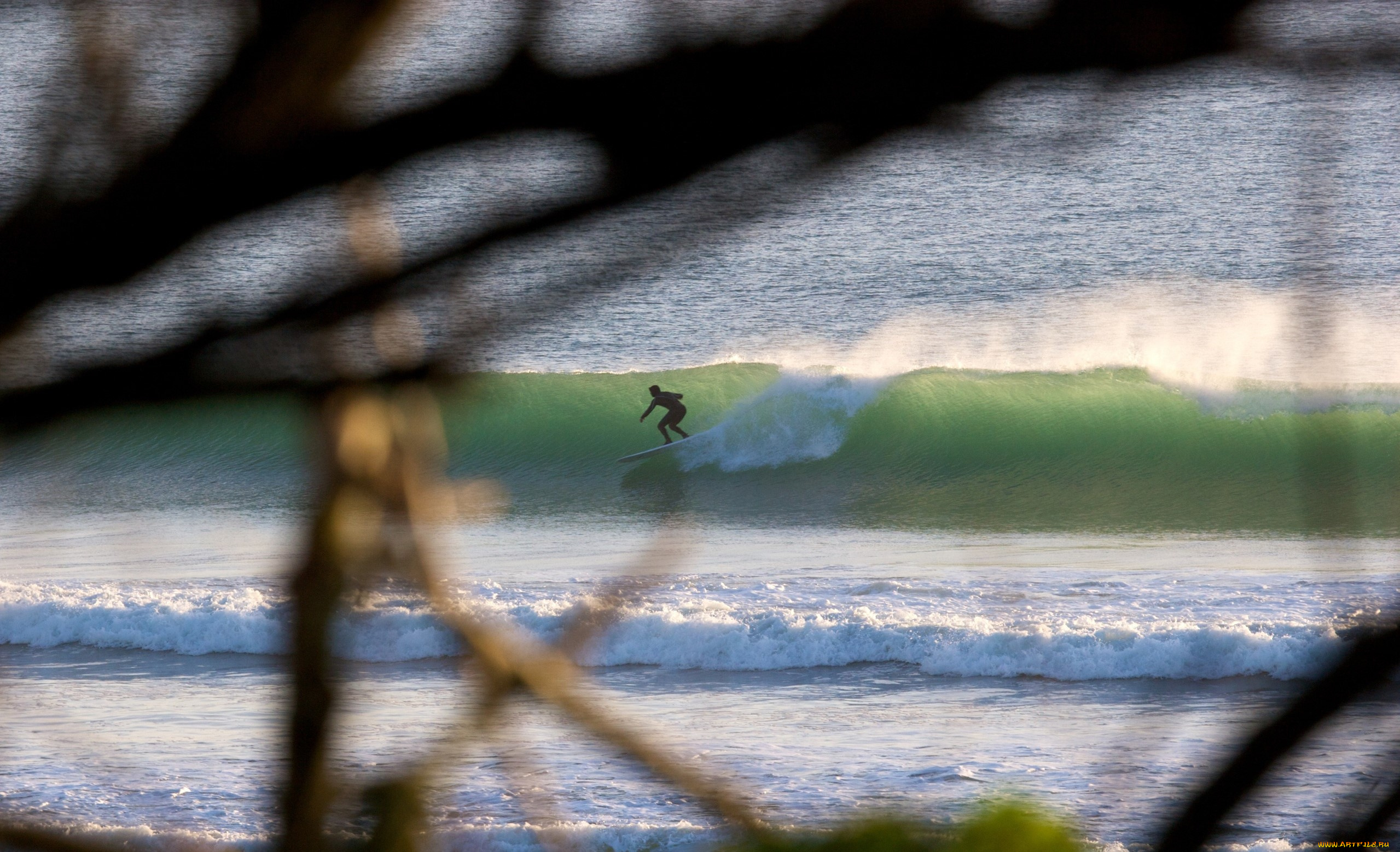 спорт, серфинг, ветки, серфер, серф, море, волна