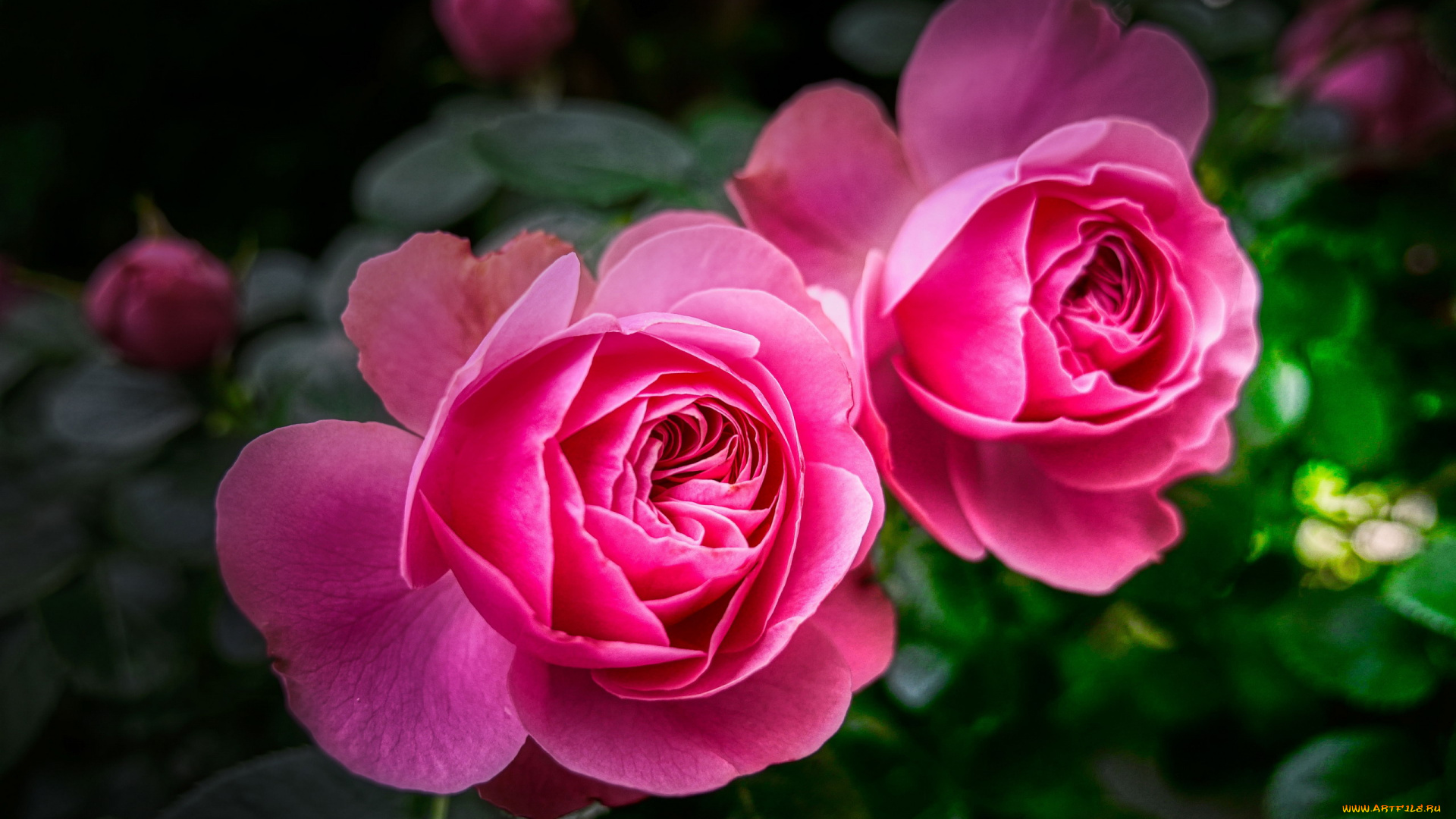 цветы, розы, дуэт, розовые