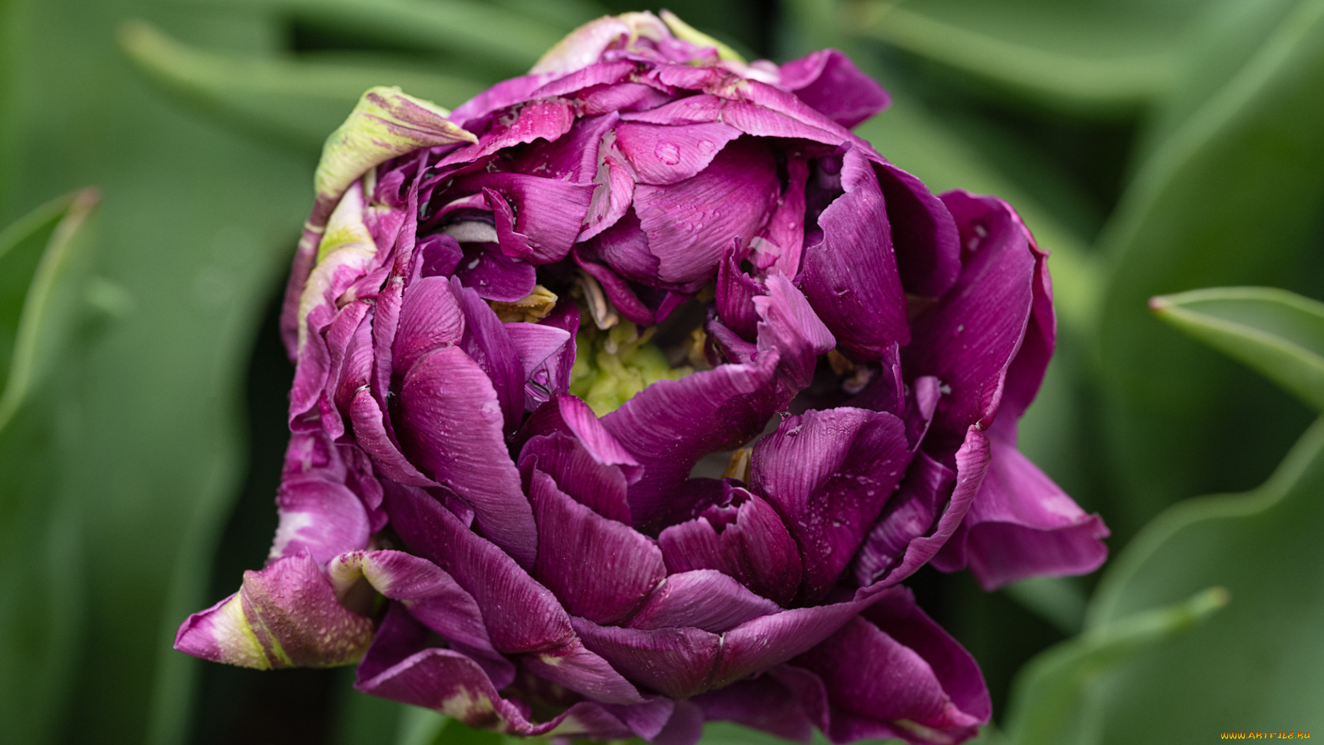 цветы, тюльпаны, весна