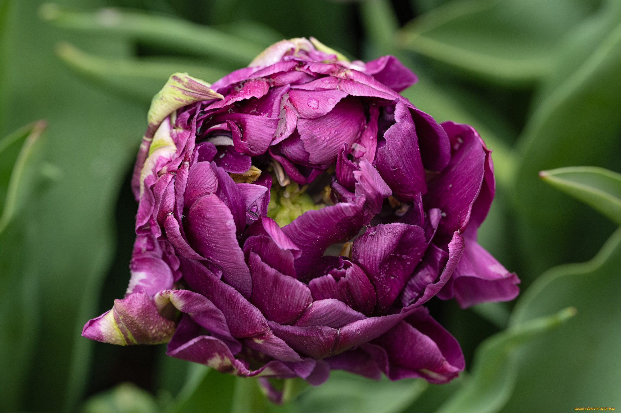 цветы, тюльпаны, весна