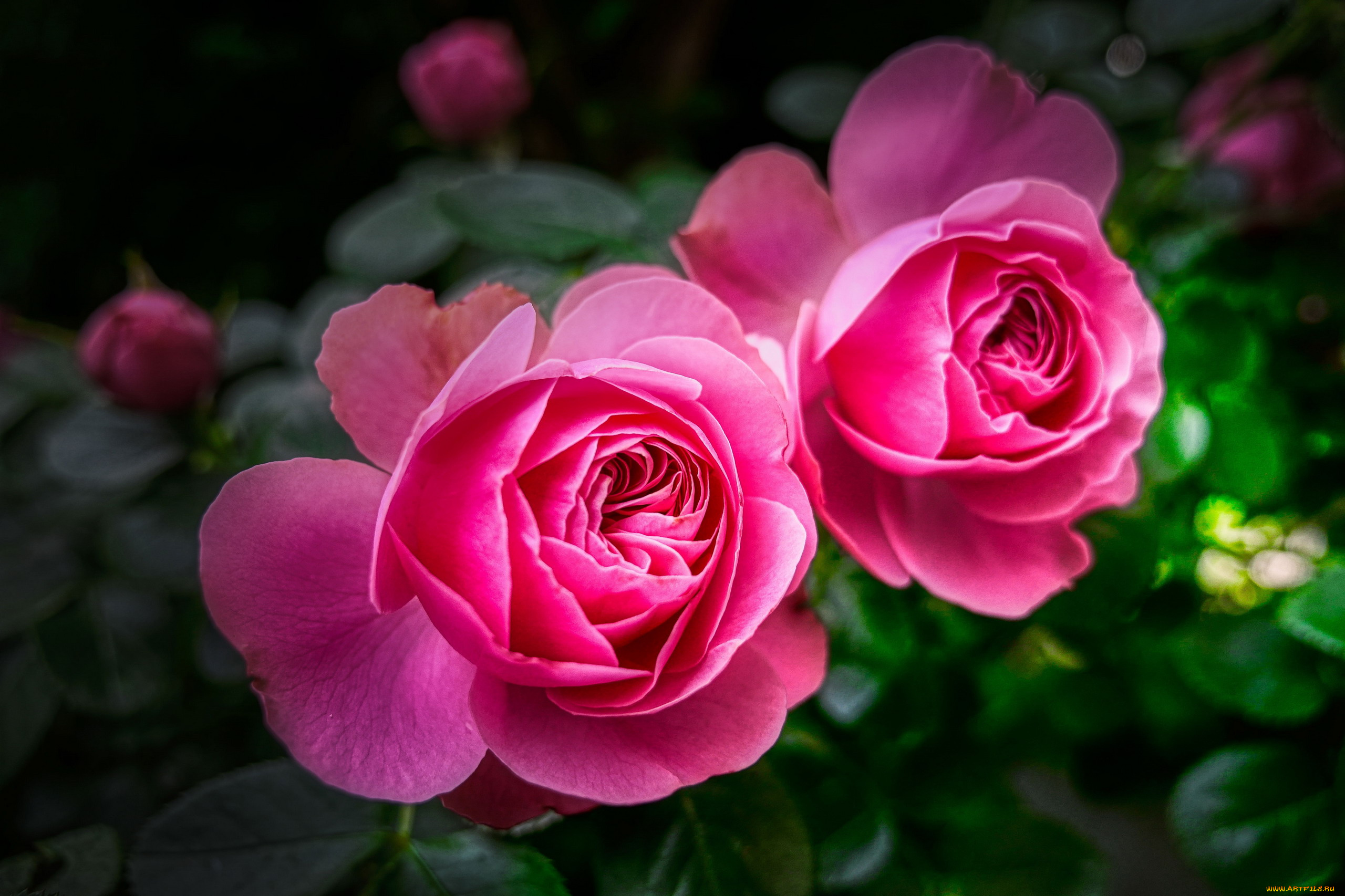 цветы, розы, дуэт, розовые