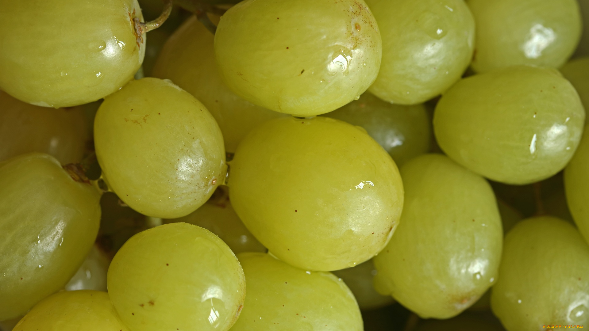 еда, виноград, ягоды, зеленый, капли, макро