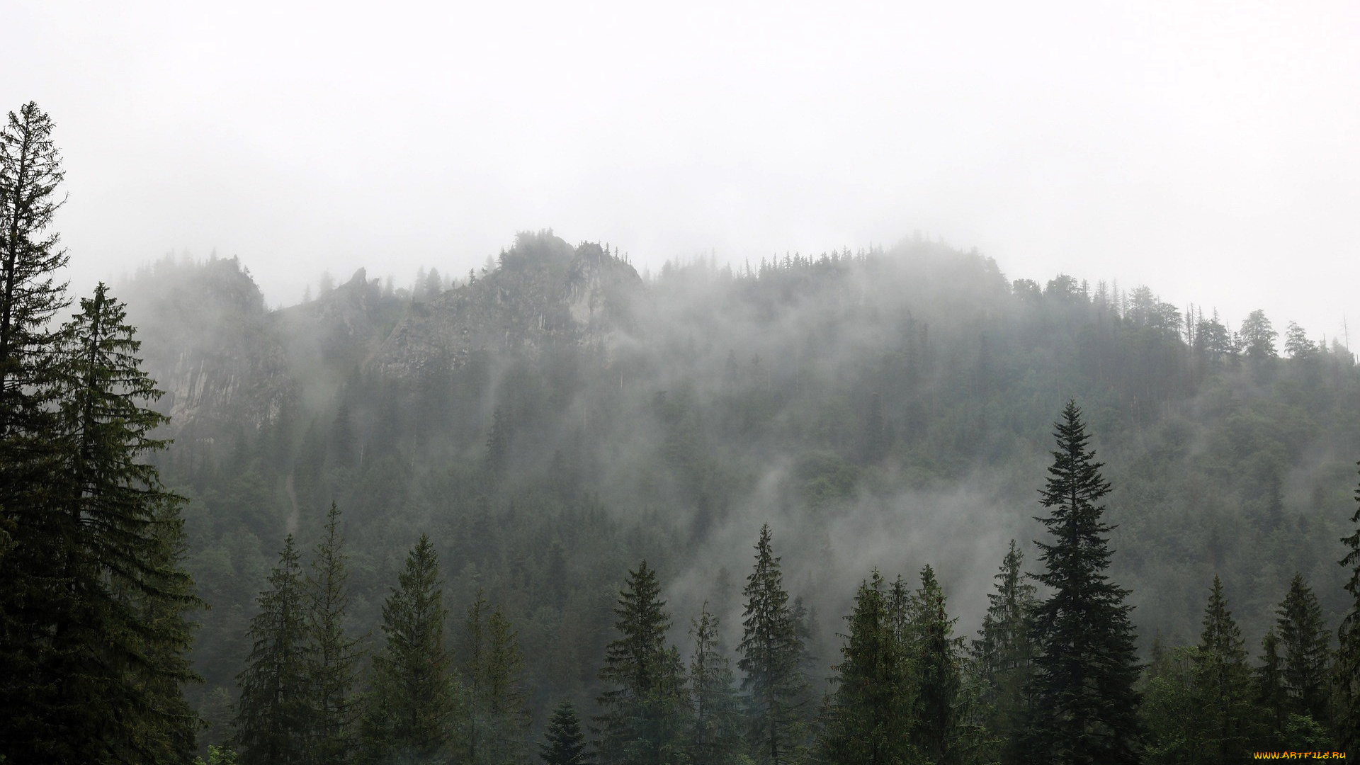 природа, горы, туман, лес, деревья