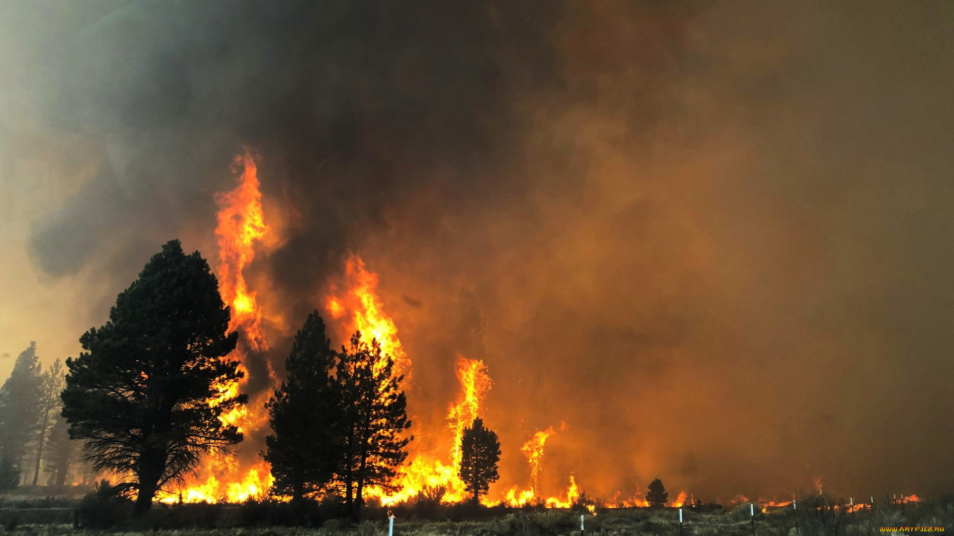 природа, огонь, горящие, деревья, дым, пожар