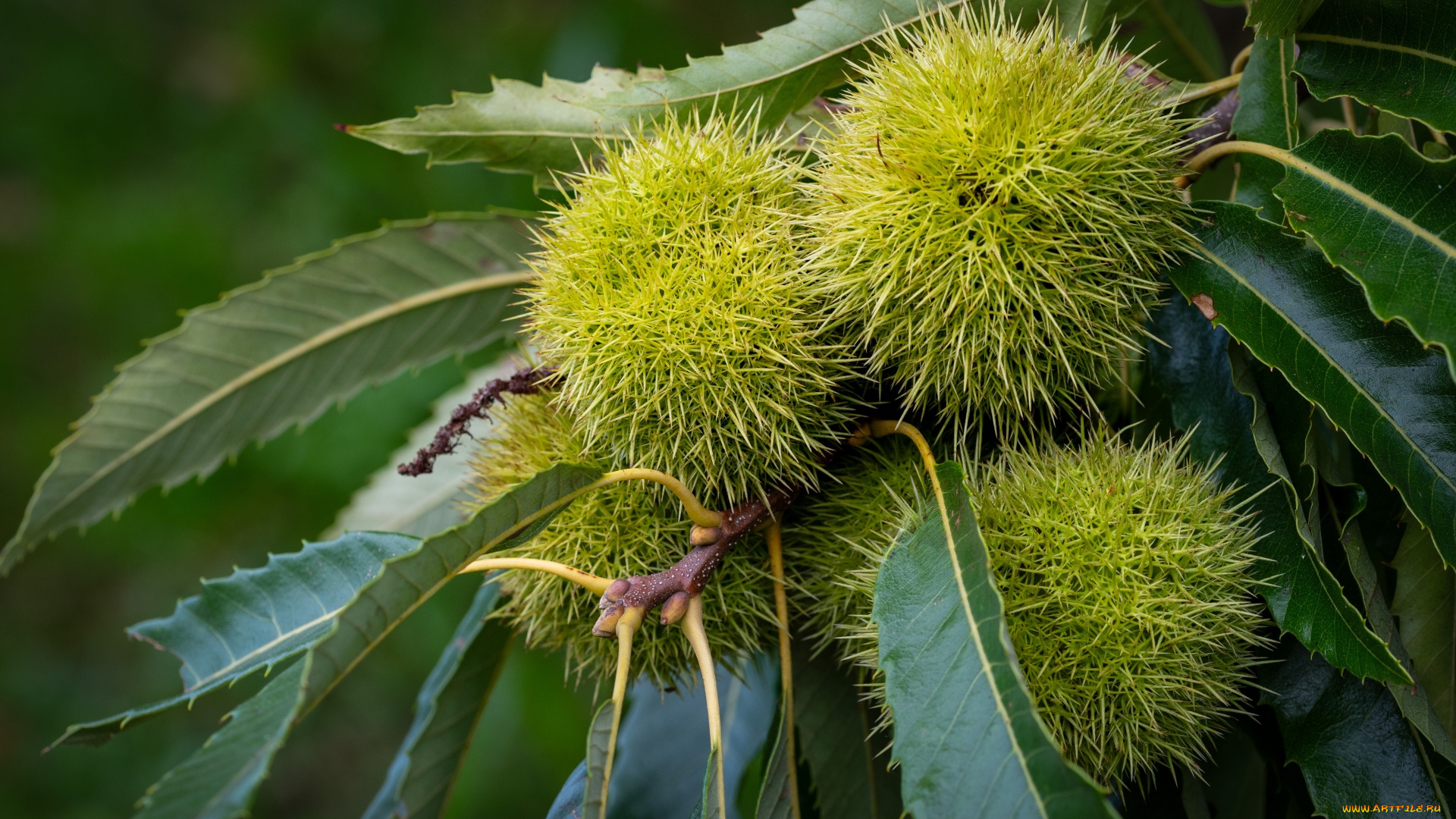 природа, шишки, , жёлуди, , каштаны, каштаны